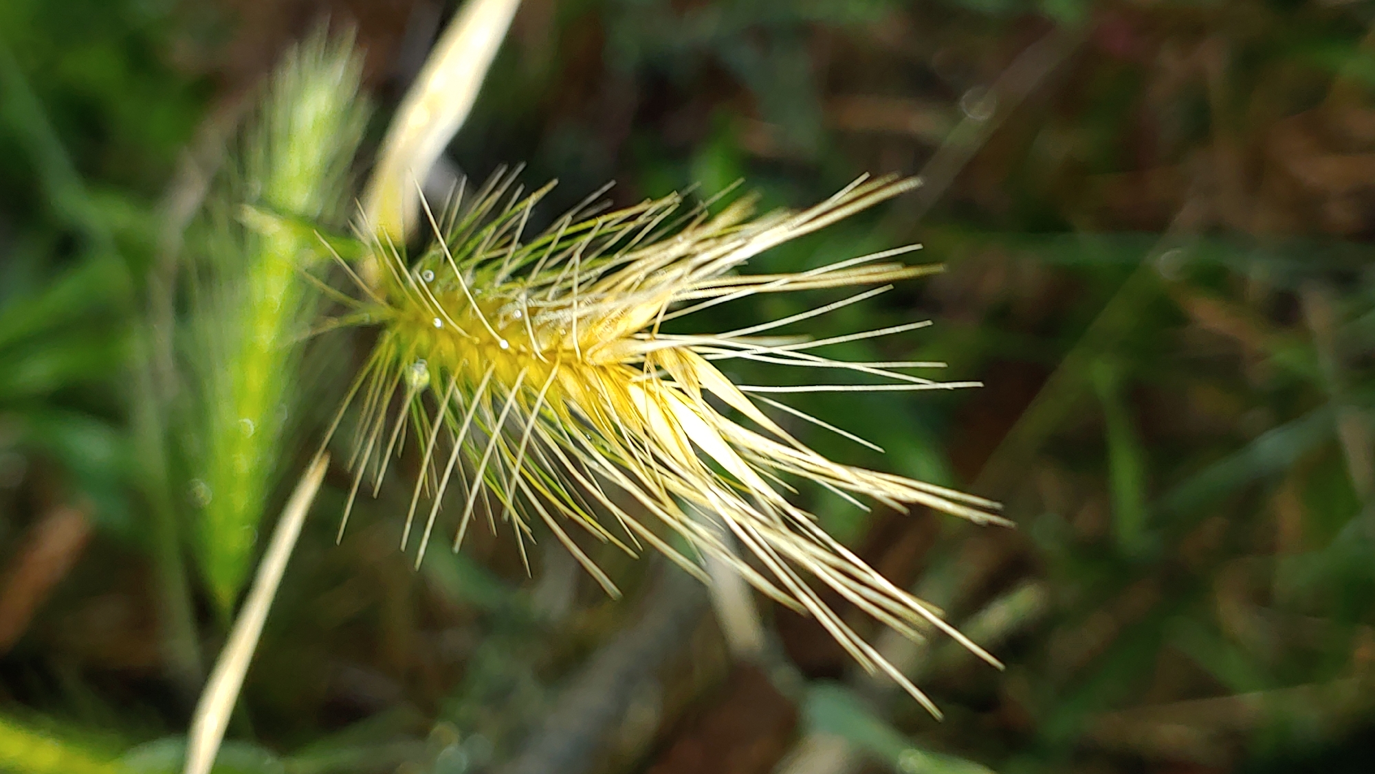 This is a close-up, macro photograph of a yellow foxtail grass seed head. The seed head is surrounded by green grass and other foliage, which are out of focus. There are small water droplets on the seed head, suggesting it might have recently rained or is covered in dew. The background is a blur of greens and browns, indicating an outdoor natural environment. The photograph was taken in Mukachevo, Ukraine.