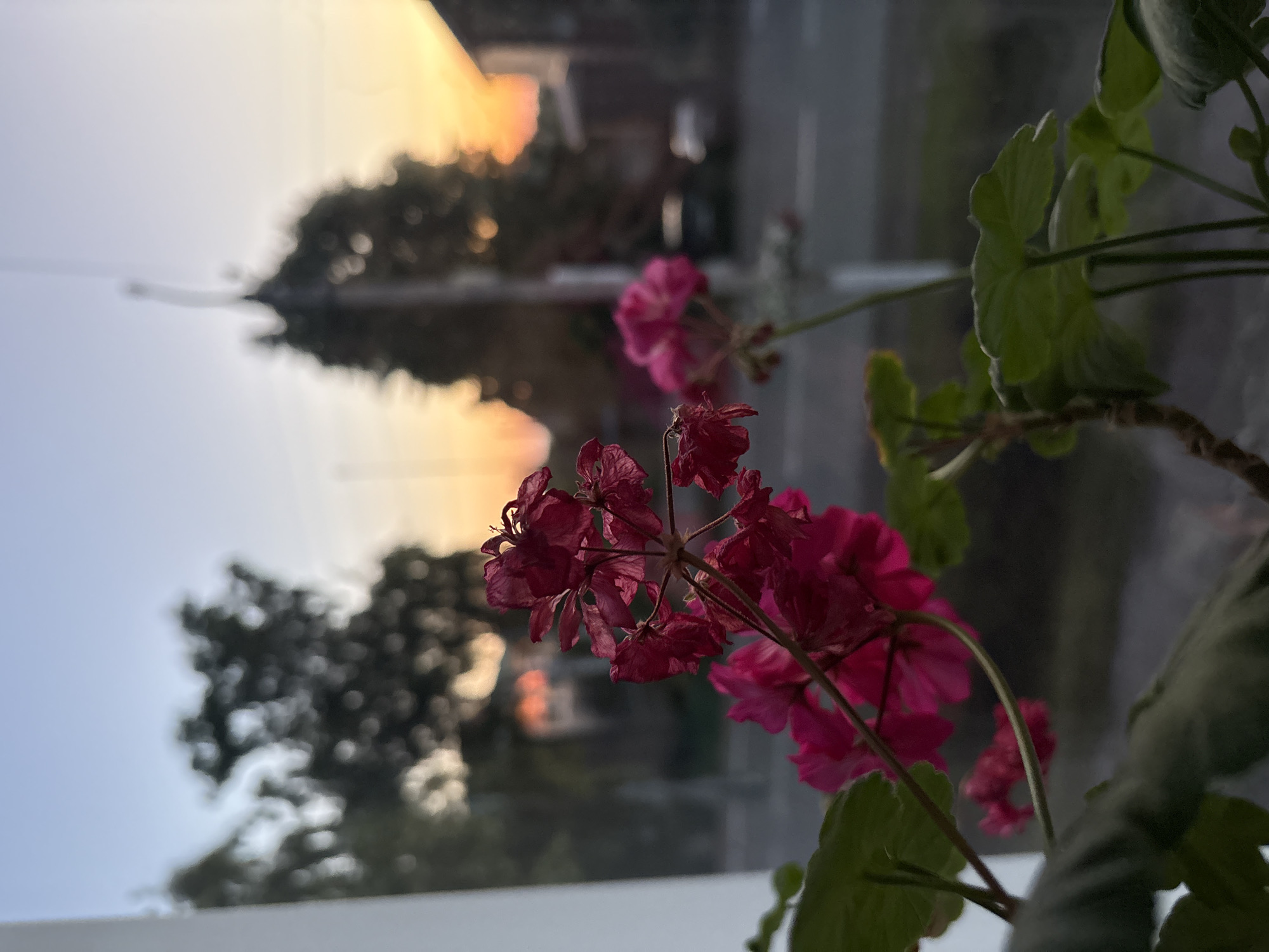 A close-up, low-angle, outdoor photograph depicts a cluster of wilting, deep pink flowers in the foreground, with blurred green leaves visible. Behind the flowers, through what appears to be a window, a suburban street scene unfolds. A road with passing vehicles is visible, flanked by houses and trees. The sky displays a gradient of soft blues and oranges, indicative of a sunset. The overall impression is one of a serene, quiet evening in a residential area, possibly within the city of Alexeyevskoye, Russia.