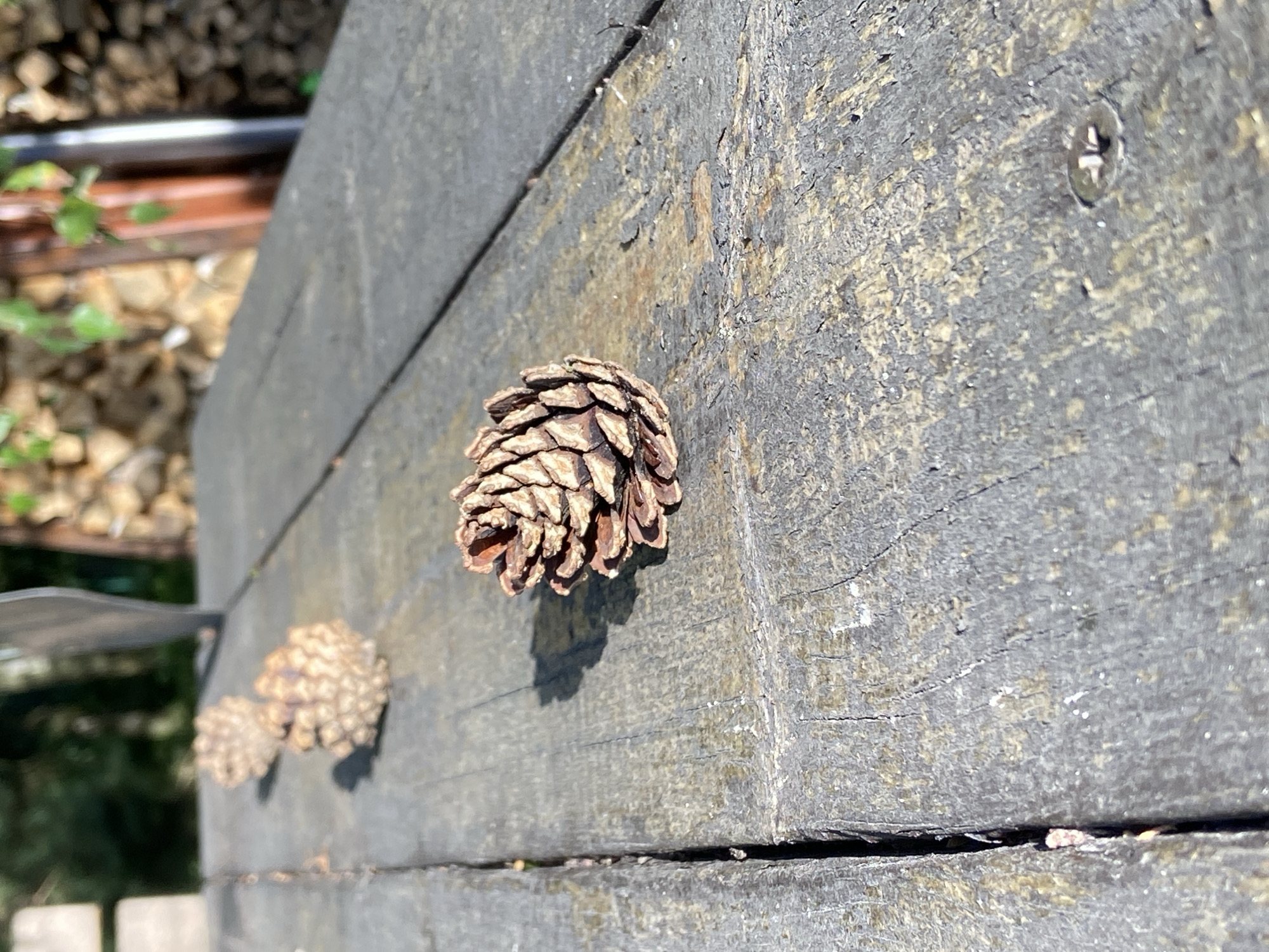 Three pinecones are arranged in a line on a weathered, dark gray wooden surface, possibly a table or deck. The pinecone closest to the camera is in sharp focus and displays intricate details of its scales. The other two pinecones are progressively out of focus, receding into the background. The background is blurred, showing hints of greenery and what appears to be a stack of firewood. The lighting suggests an outdoor setting, possibly during daylight with sunlight casting shadows. The location is identified as Зимородок Днп, Russia.