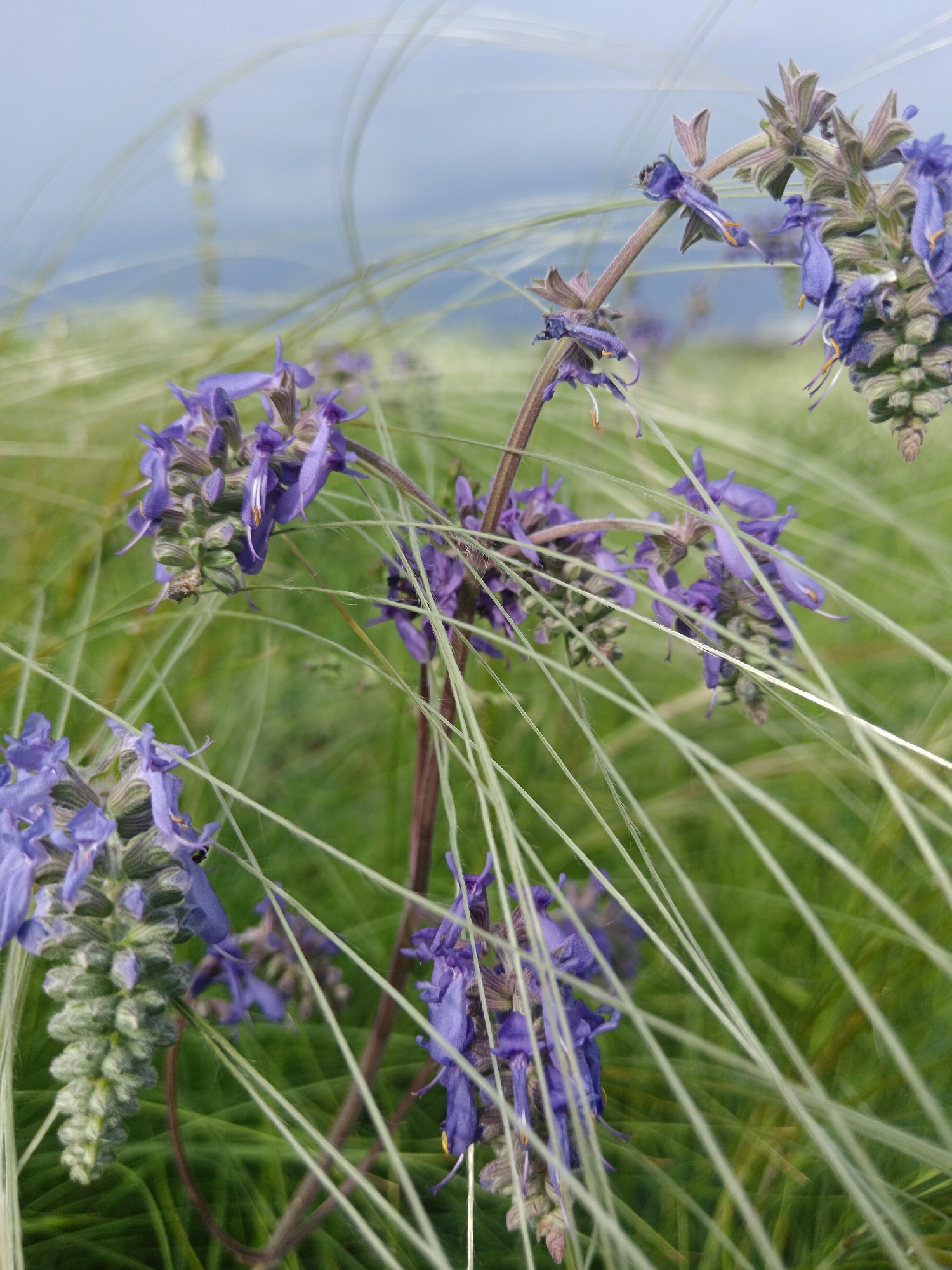 The image depicts a close-up view of purple flowers interspersed with feathery, light-colored grasses. The flowers are clustered on stems, some in bloom and some in bud. The background is a soft blur of green and blue, suggesting a field or meadow under a slightly overcast sky. The image appears to be taken outdoors, with natural light illuminating the flowers and grasses. The location in Rostov-on-Don, Russia, is based on inference due to the presence of feather grasses, which are common in the region.