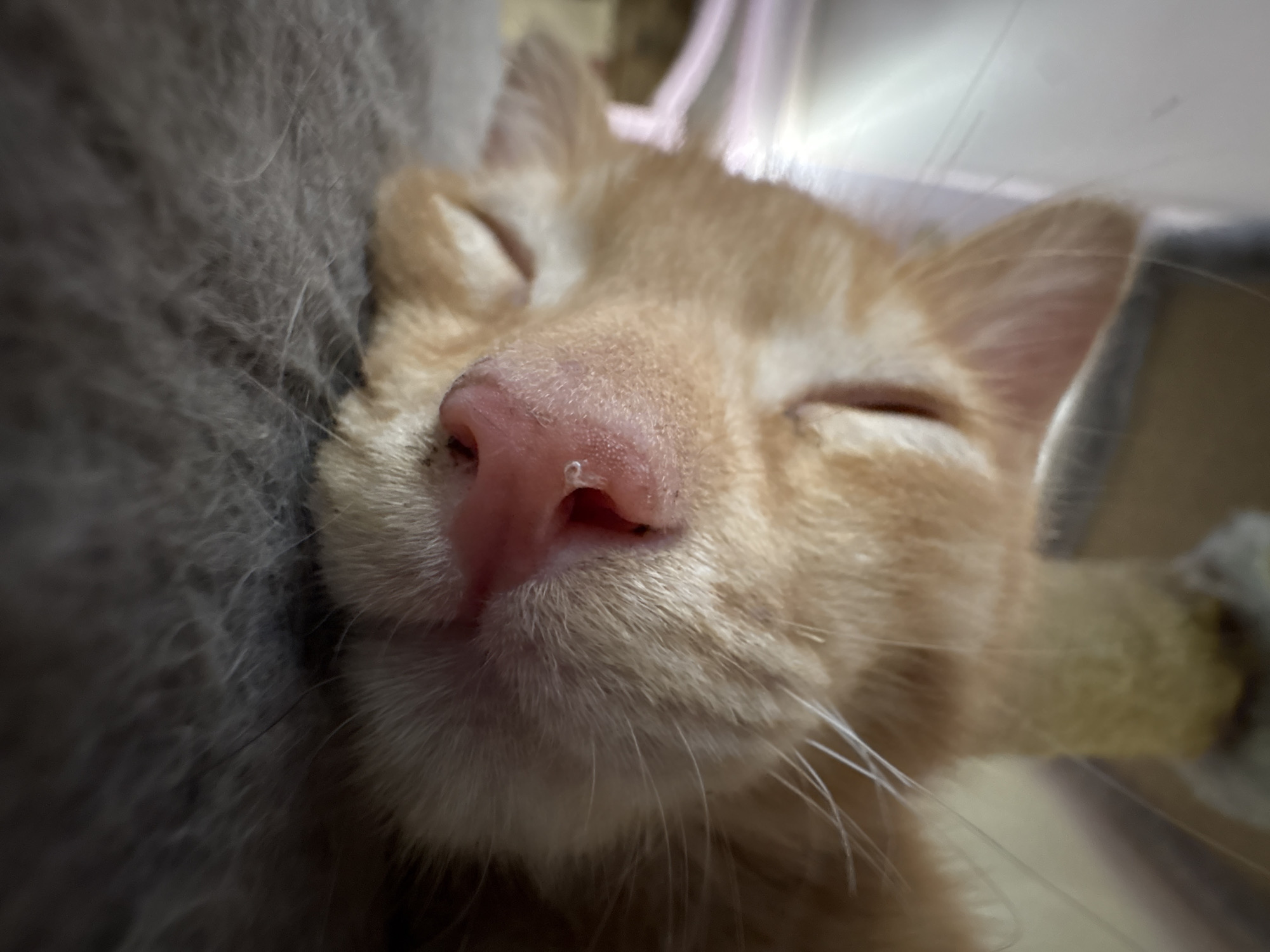 A close-up, low-angle shot shows an orange tabby cat sleeping on a grey, fuzzy surface. The cat's face is in sharp focus, with its eyes closed and its nose visible, appearing pink and slightly wet. Several long, white whiskers extend from its muzzle. The background is blurred, showing hints of light and what might be a domestic environment, such as furniture or a wall. There is no identifiable location within the city of Almaty, Kazakhstan.