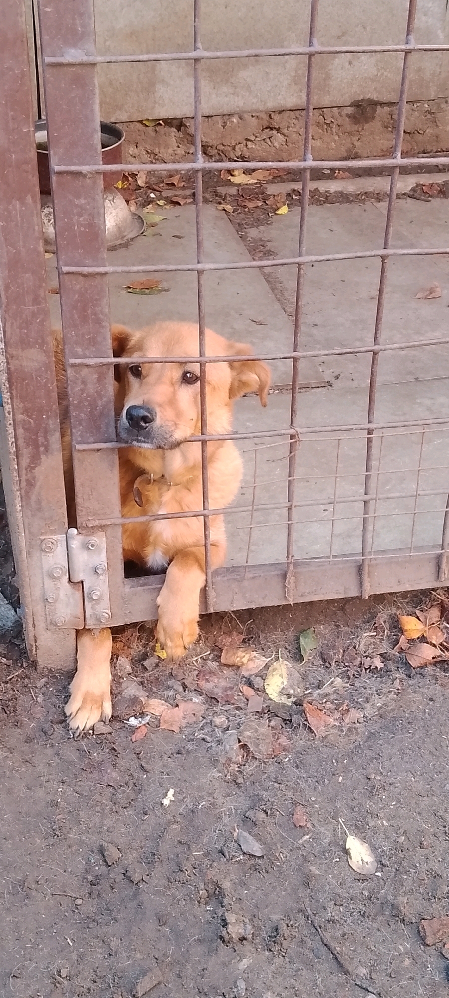 A medium-sized, golden-furred dog is peeking through the bars of a weathered metal enclosure. The dog's head is resting on the horizontal bar of the enclosure, and its front paws are also visible, one resting on the ground outside the enclosure and the other inside. The enclosure appears to be made of rust-colored metal bars and a hinged metal gate. The ground outside the enclosure is rough and uneven, with scattered dry leaves and debris. The background shows a concrete wall and the bottom of another metal structure. The scene is dimly lit, suggesting it might be outdoors or in a poorly lit area. The specific location in Belgorod, Russia cannot be determined from the image alone.