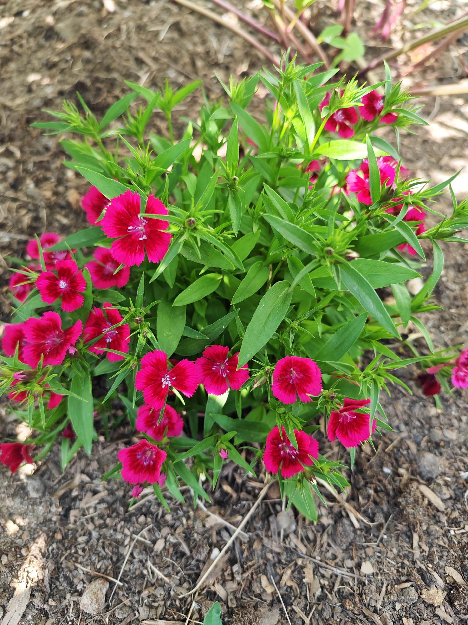 The image captures a close-up view of a vibrant flowering plant, likely a variety of Dianthus, commonly known as Sweet William, set in what appears to be a garden bed or natural ground in Rybolovo, Russia. The plant is bushy and full, with numerous bright magenta-pink flowers contrasting sharply with its abundant green foliage.
Each flower features distinct, deeply fringed or serrated petals, often with a darker, almost burgundy-red central marking that fades into the vibrant magenta at the edges. Small white anthers and pistils are visible in the centers of many open blossoms. The leaves are slender, pointed, and a healthy shade of green, densely arranged on the plant's stems. Several unopened buds can also be seen, suggesting the plant is in full bloom.
The plant is rooted in dark, loose soil mixed with various organic debris, including small wood chips and dried leaves, characteristic of mulch or a natural forest floor. A few small stones are scattered on the ground. The background is softly blurred, showing glimpses of other green plants and reddish-brown stems, implying a larger garden or natural setting.
The lighting indicates bright daylight, possibly from mid-morning to late afternoon, as the plant is well-illuminated and subtle shadows are present on the ground. There is no visible text in the image. The overall scene conveys a sense of natural beauty and lush growth.