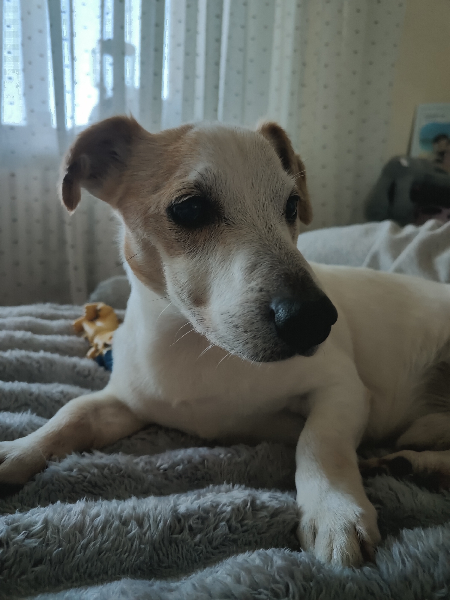 An indoor scene in Chornomorsk, Ukraine, features a white dog with light brown or tan markings, possibly a Jack Russell Terrier or similar breed, lying comfortably on a plush, grey, textured blanket or duvet. The dog is positioned in the foreground, looking slightly to the right of the frame with a calm and alert expression. It has dark, expressive eyes and a black nose. Its front paws are extended forward on the blanket.
In the mid-ground, slightly behind and to the left of the dog, a yellow and blue dog toy is partially visible on the same grey blanket. The background is dominated by a window covered with light-colored, possibly sheer curtains featuring a faint polka dot pattern. Through the translucent curtains, a blurred, tall silhouette, potentially that of a person or an object, is discernible against the bright outdoor light, suggesting it is daytime. To the far right of the background, indistinct shapes of objects, possibly a book or decorative items, can be seen on what appears to be a headboard or shelf. The overall lighting is soft and diffused, creating a relaxed atmosphere. There is no visible text in the image.