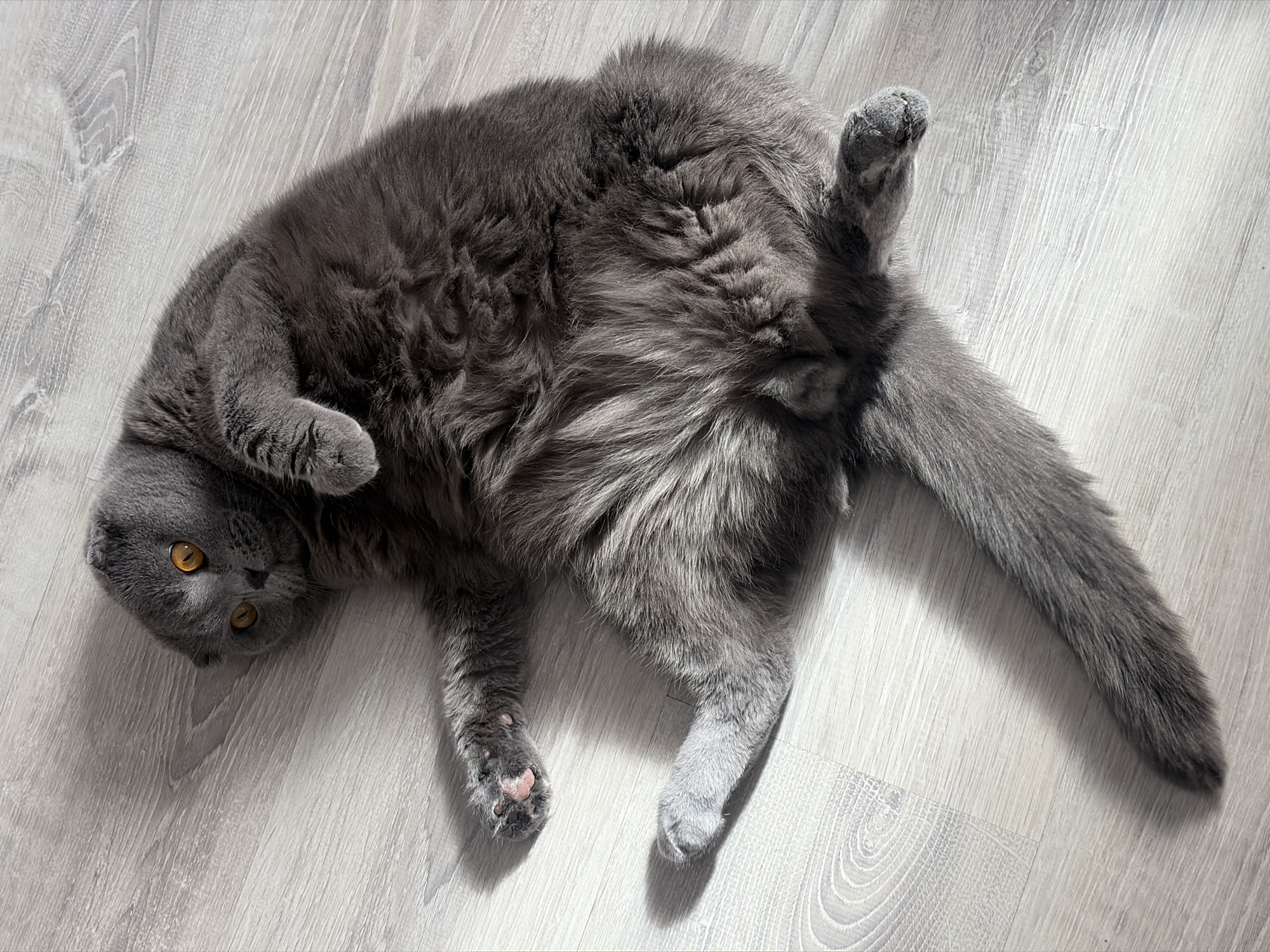 A gray Scottish Fold cat is lying on its back on a light-gray wood-look floor. The cat is facing the camera with its head upside down, looking with amber eyes. Its tail is stretched out to the right, and one hind leg is raised. The floorboards have a subtle wood grain pattern. The light source is above, casting shadows. No people are visible. The location cannot be determined to be Saint Petersburg, Russia based on the image.