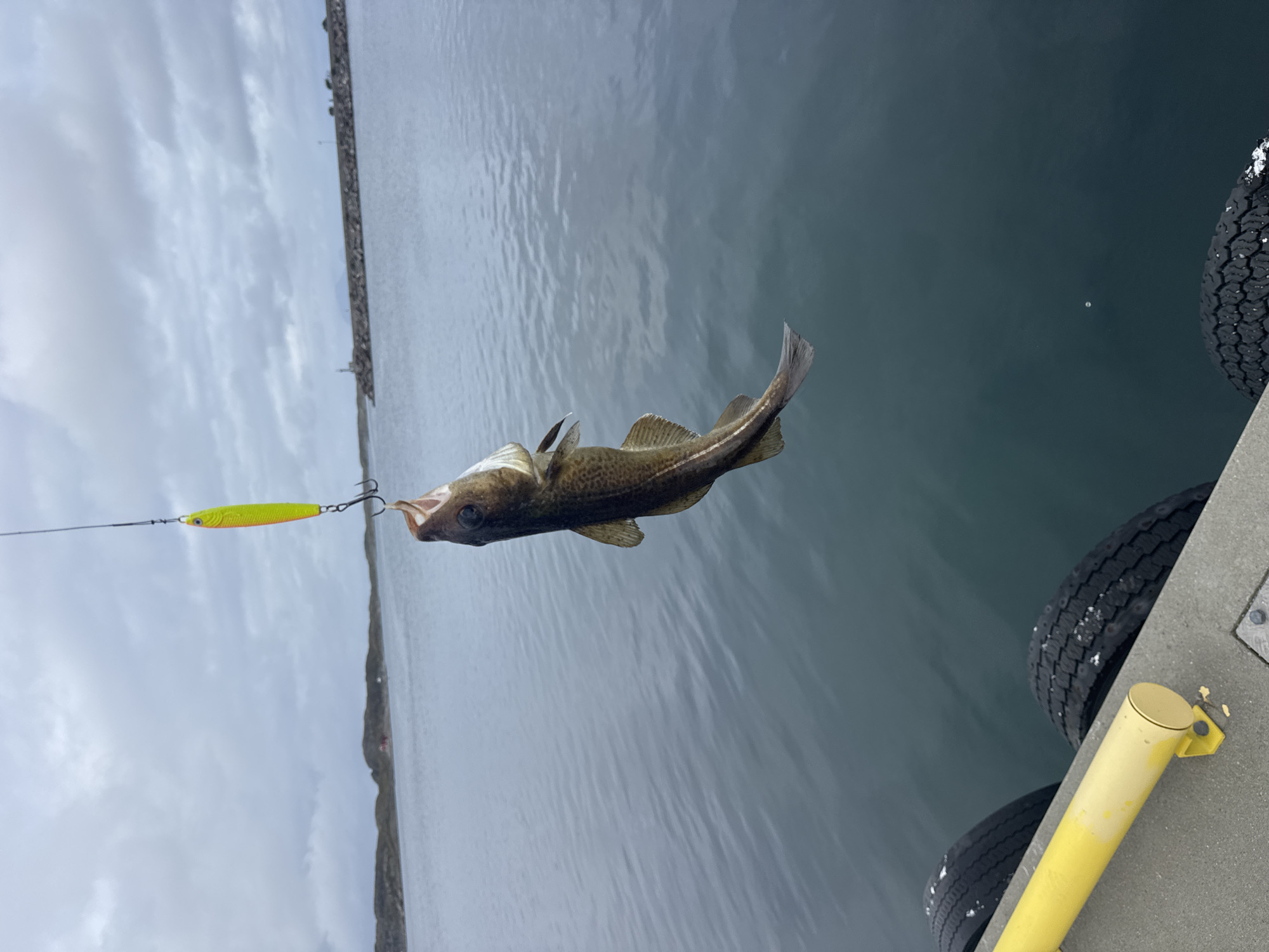 An overhead shot captures a freshly caught fish dangling by its mouth from a fishing lure. The fish, with its mouth agape, is suspended mid-air, showcasing its spotted brown and white scales and distinct lateral line. Below the fish, a yellow fishing lure with a metallic sheen is attached to the fishing line. The background features a serene body of water, a rocky shoreline, and a cloudy sky, suggesting a cool, overcast day. The scene is set at a dock, with a yellow railing and several black tires visible in the foreground, likely used as bumpers. The overall ambiance is one of successful angling in the natural beauty of Lovund, Norway.
