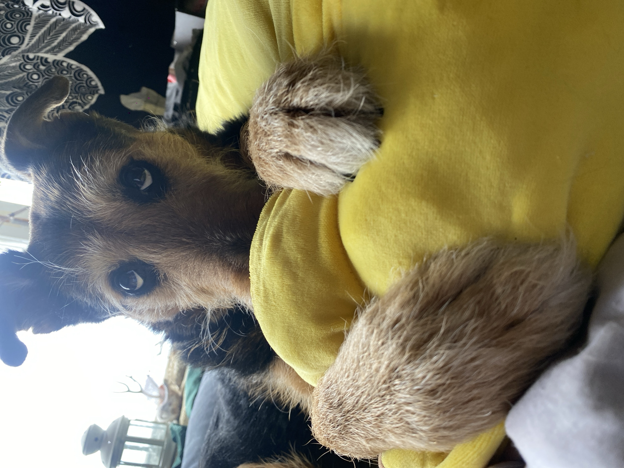 A close-up shot features a dog with brown and black fur, nestled against a yellow soft surface, possibly a cushion or blanket. The dog's paws, covered in light brown fur, are visible. The background includes a black patterned object and a partially visible white object, possibly a lamp. The environment is indoors. The location in the city of Moscow, Russia is not discernible from the image.