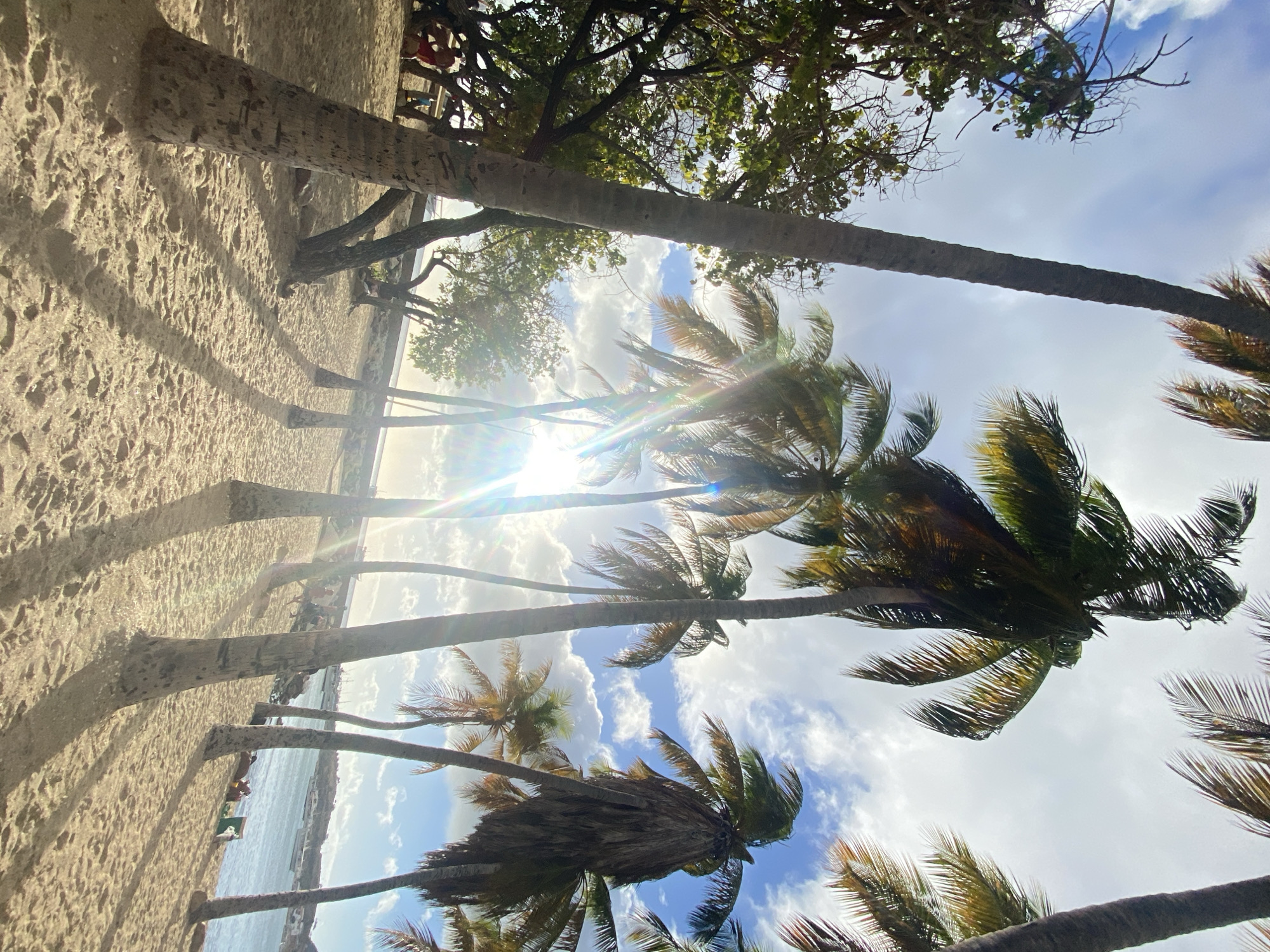 The image depicts a tropical beach scene, likely in Juan Griego, Venezuela, given the context. Palm trees dominate the foreground and midground, their trunks visible and extending from the bottom left toward the top right of the frame. The palm fronds are swaying, indicating a light breeze. The sky is visible through the trees, featuring a mix of blue and white clouds, with sunlight filtering through the canopy. The sand is light-colored and textured, showing the imprint of people or objects. In the distance, there is a glimpse of the sea. Some individuals are present on the beach. The overall impression is a sunny, coastal environment.