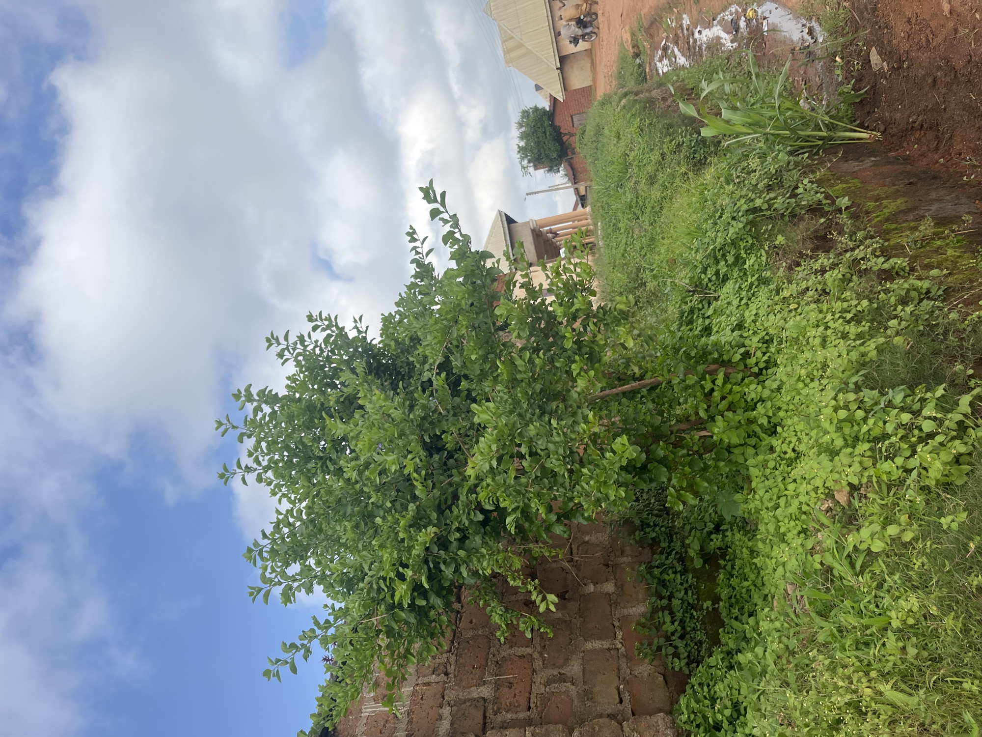 The image depicts an outdoor scene in Gembu, Nigeria, under a cloudy sky with patches of blue. The perspective is slightly tilted, showing a dense green bush in the foreground, with its branches reaching towards the sky. Behind the bush, a brick wall made of reddish-brown bricks is visible.
In the background, there are structures that appear to be houses with corrugated metal roofs. One structure has a motorcycle parked near it, and a person is visible on the motorcycle. Another building has a more modern facade with beige pillars. A small pile of what looks like refuse is present near the buildings, suggesting a somewhat rural or developing area.
The vegetation is lush and green, indicating a humid climate. There are also some tall, broad-leafed plants, possibly maize, growing in the dirt. The overall scene suggests a casual, everyday environment rather than a specific event. The lighting suggests it is daytime, but the clouds obscure direct sunlight.