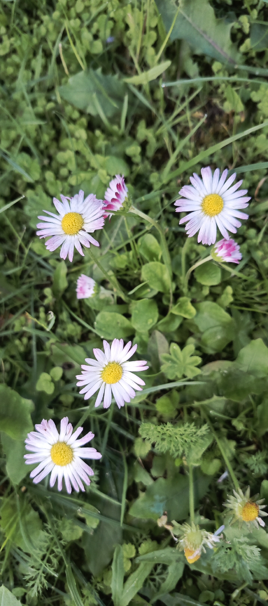 The image shows a close-up view of several daisies with white petals and yellow centers, interspersed with green grass and foliage. The daisies are varied in their bloom stage, with some fully open and others partially closed or budding. The background consists of lush green vegetation, suggesting an outdoor natural setting. The lighting appears natural, casting soft shadows and highlighting the textures of the petals and leaves. The overall impression is one of a serene, natural landscape. The image is captured from a top-down perspective.