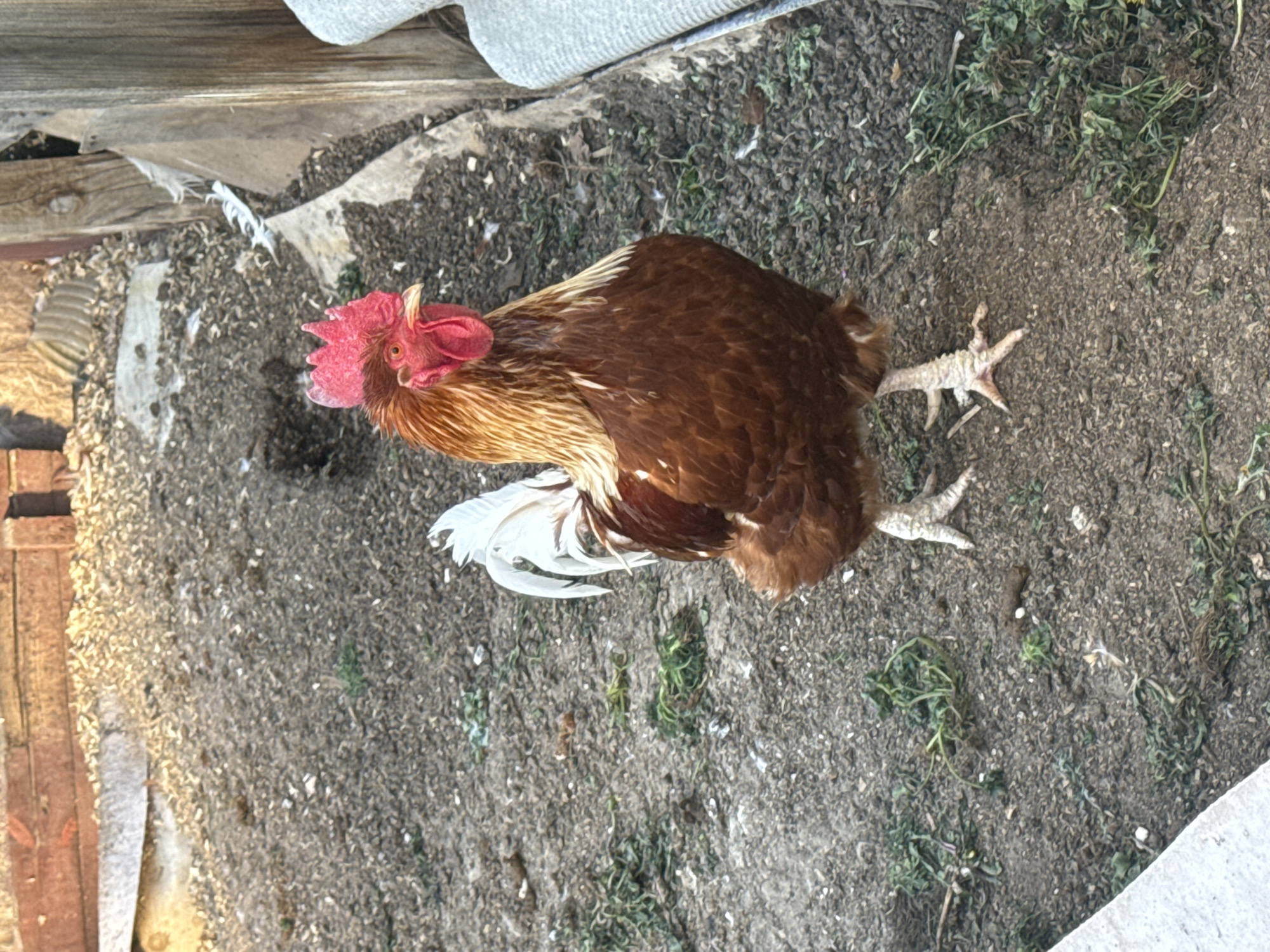 The image depicts a rooster standing on dirt ground in what appears to be an outdoor enclosure. The rooster has brown and golden feathers, a red comb, and white tail feathers. The ground consists of dirt and small bits of vegetation. A wooden structure is visible in the upper left of the frame. The image was taken in Chaikovsky, Russia.
