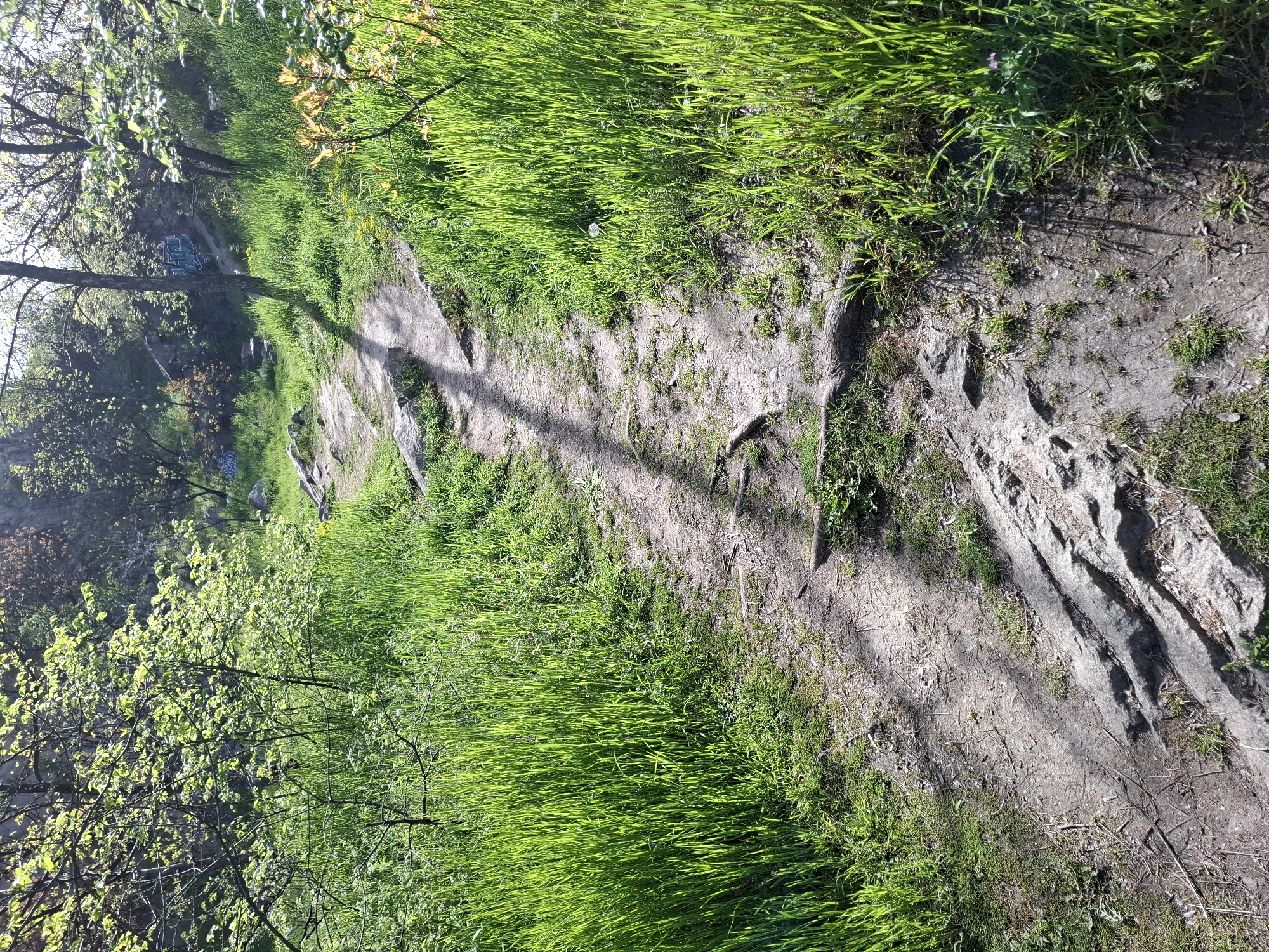 The image depicts a sun-drenched natural dirt path winding through a verdant landscape, likely a park or forest trail in Plovdiv, Bulgaria. Lush, bright green grass lines both sides of the path, indicating spring or early summer. Several trees with newly sprouted, light green leaves are scattered throughout the scene, casting long, distinct shadows across the path, suggesting it is either mid-morning or late afternoon on a clear, sunny day.
The path itself is uneven, featuring exposed earth, small rocks, and some larger rock formations, particularly noticeable on the right side, which hints at a somewhat rugged terrain. In the middle distance, partially obscured by tree trunks and foliage, blue and green graffiti is visible on a large rock or structure to the left of the path. Another smaller, illegible graffiti can be faintly seen on a rock closer to the foreground on the left side. No people are present, lending a tranquil and serene atmosphere to the scene. The overall impression is one of natural beauty and peaceful solitude.