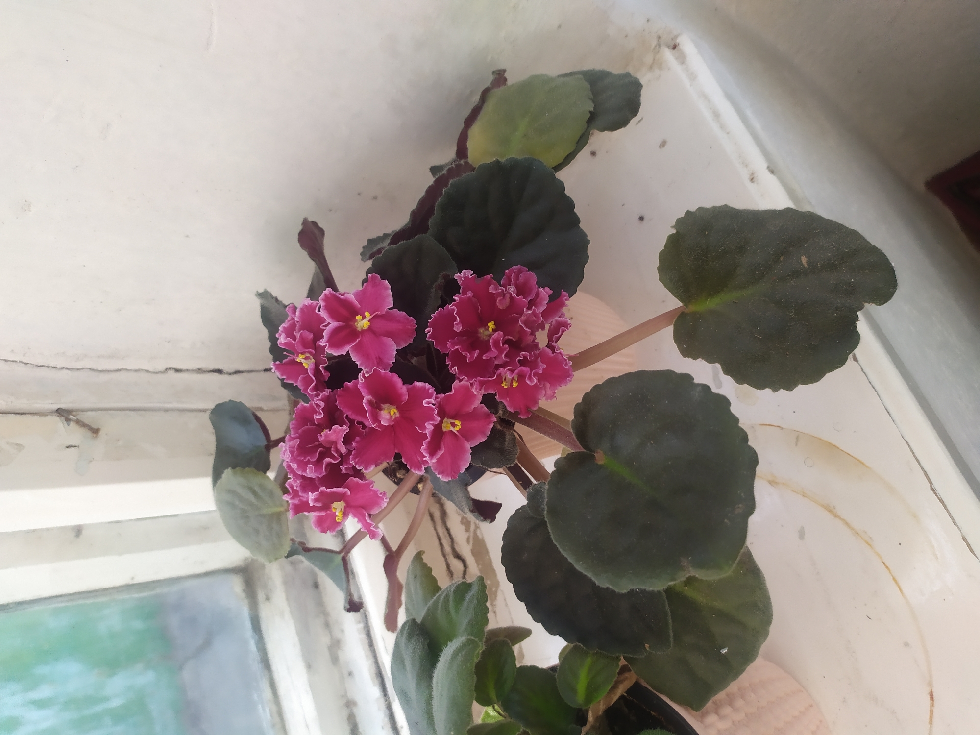 An African violet plant with dark green, fuzzy leaves and bright pink, ruffled flowers with yellow centers sits on a windowsill in Kara-Balta, Kyrgyzstan. The windowsill is made of a white, textured material and has some brown water stains. To the left of the African violet, a portion of another plant in a light pink, ribbed pot is visible. Through the window, a blurred green outdoor scene can be seen. The background is a plain, textured white wall. The lighting suggests it is daytime, with natural light coming from the window.