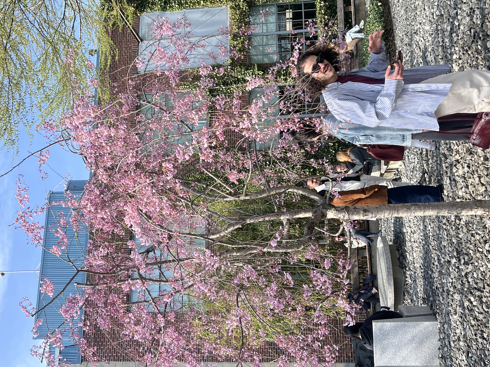 The image captures a vibrant urban scene, likely in New York City, United States. In the foreground, a mature weeping cherry tree bursts with pink blossoms, partially obscuring a brick building covered in ivy, which has windows. To the right of the tree, a person with dark curly hair, sunglasses, and wearing a striped shirt and denim jacket is captured mid-gesture. A group of people is gathered around the base of the tree, seemingly enjoying the blossoms and the day. The ground is covered in small gray rocks. The sky is blue with a few clouds.