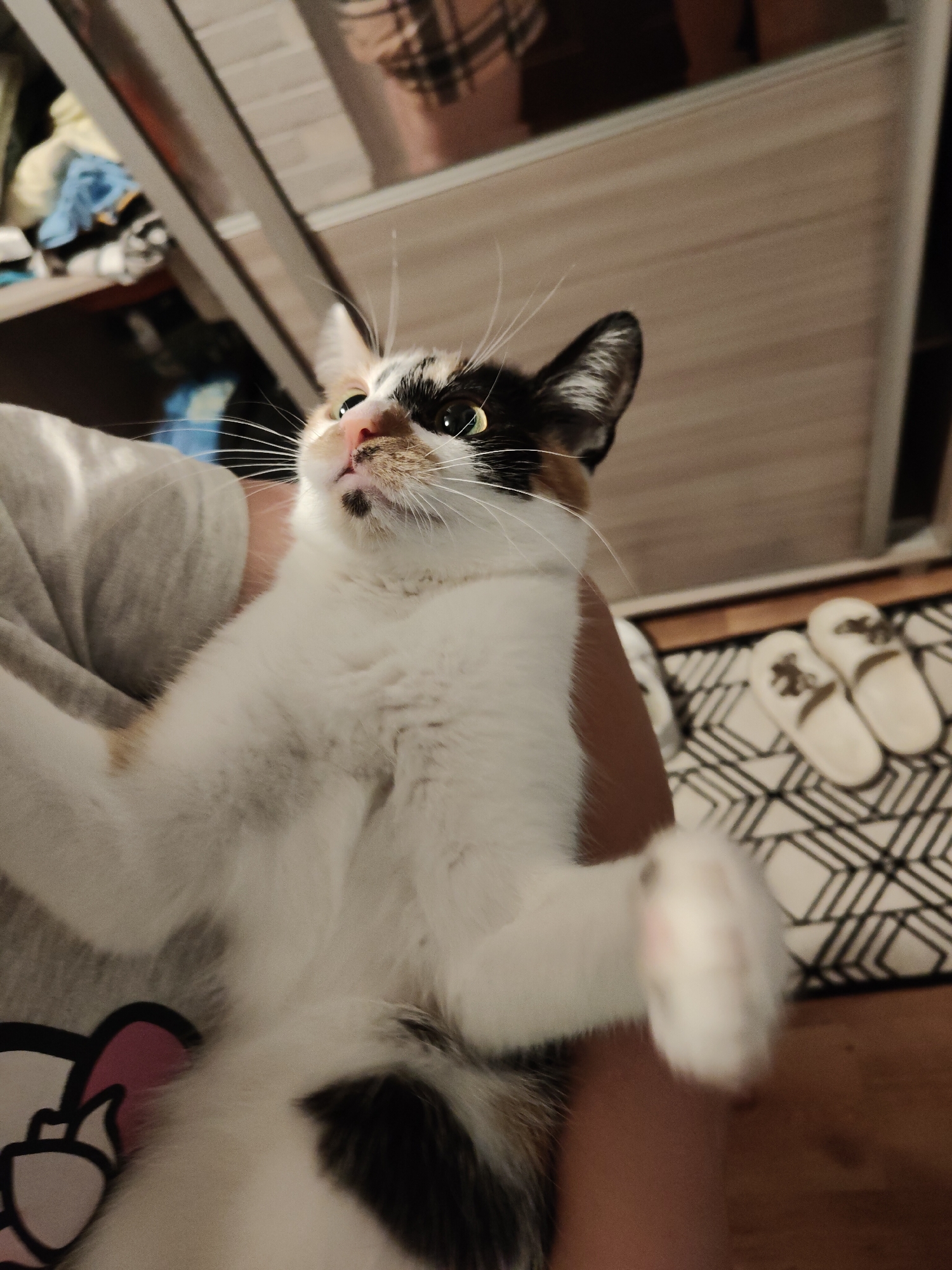 The image shows a calico cat being held by a person. The cat is white with patches of black and orange. Its face is tilted upwards, and its eyes are looking to the left. The person's arm and leg are visible, along with a gray t-shirt with a cartoon character on it. In the background, there is a wardrobe, some clothing, and a rug with slippers on it. The scene appears to be indoors, likely in a residential setting. The location of Nowy Dwór Mazowiecki, Poland is not discernible from the image.