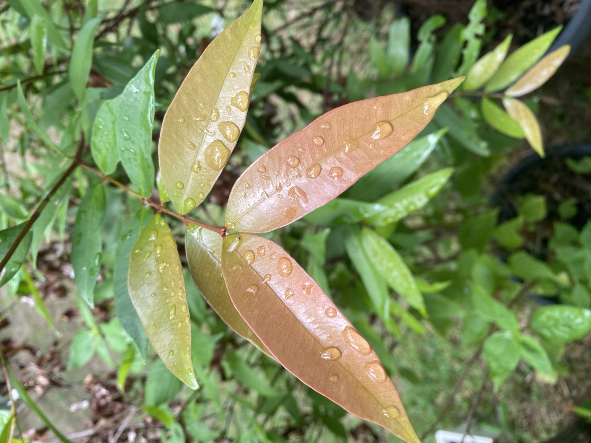 The image shows a close-up of reddish-brown and green leaves with water droplets on them. The leaves are on a thin branch, and the background is blurred green foliage. The scene appears to be in an outdoor, natural setting. Based on the provided information, this image was taken in Koh Phangan, Thailand.