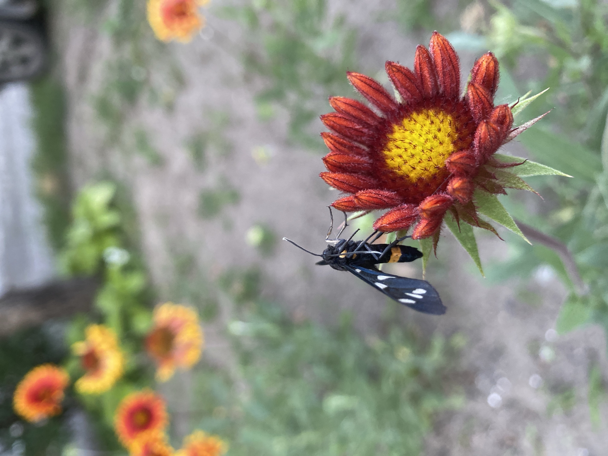 A black and yellow moth with white spots on its wings rests on a bright orange and yellow flower. The flower is in focus in the foreground, with its petals a deep orange and its center a vibrant yellow. The moth's body is black with orange bands, and its wings are black with several white spots. The background is blurred, showing more orange and yellow flowers and green foliage. The ground appears to be dirt or gravel. The scene is outdoors in what appears to be a garden or natural setting.