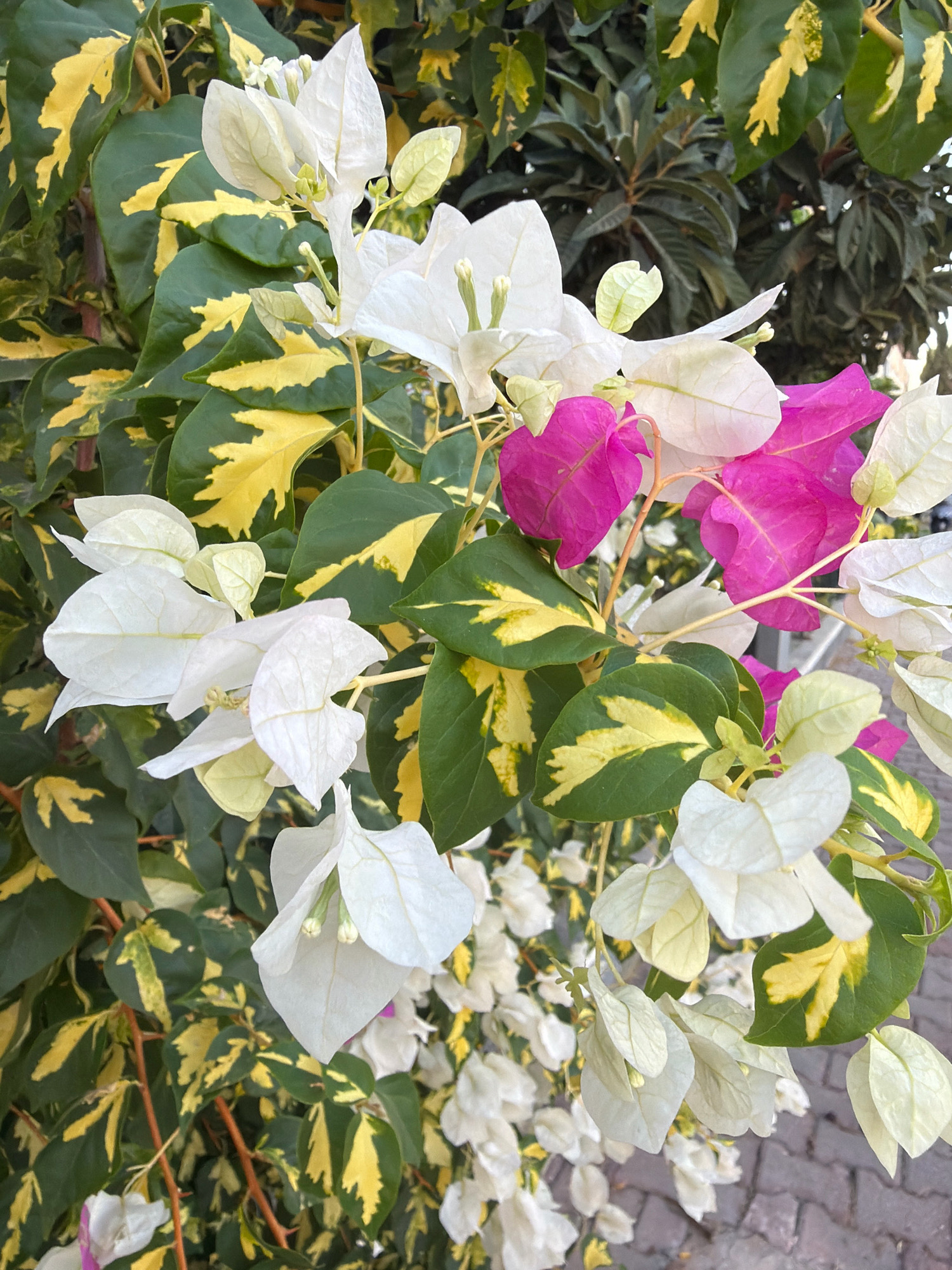 This is a close-up, eye-level, vertical shot of vibrant bougainvillea flowers, showcasing a mix of white and bright pink bracts against variegated green and yellow leaves. The foliage displays a prominent mottling of yellow against a deep green background. The bougainvillea branches appear to be trained or naturally growing, creating a dense floral display. In the background, a darker, denser foliage plant is visible, possibly another variety of bougainvillea or a different shrub. The ground beneath the plant is paved with rectangular, greyish cobblestones, indicating an urban or garden setting. A small portion of a light-colored wall or building is barely visible in the far background on the right. The scene suggests an outdoor environment, likely in a city park, street, or private garden in Antalya, Turkey, given the typical flora and urban paving style of the region. There are no people or animals present in the image. The lighting appears to be natural daylight, casting subtle shadows and highlighting the textures of the flowers and leaves.