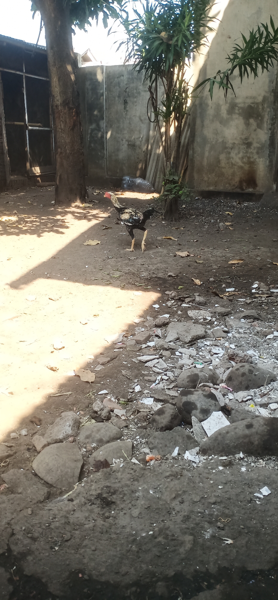 A rooster with black, white, and brown plumage stands on dry, dusty ground in a yard in Gending, Indonesia. The rooster is facing right, with its head tilted. Behind the rooster, a thin tree with green leaves casts a shadow on the ground. To the left of the tree is a wall made of concrete blocks, and further left is a structure with a screen door. The ground is littered with stones, leaves, and some debris, including a plastic bottle and pieces of white paper. The scene is bathed in bright sunlight, with distinct shadows indicating a sunny day. The overall environment appears to be an outdoor area, possibly a backyard or a common space within a residential or rural setting in Gending.