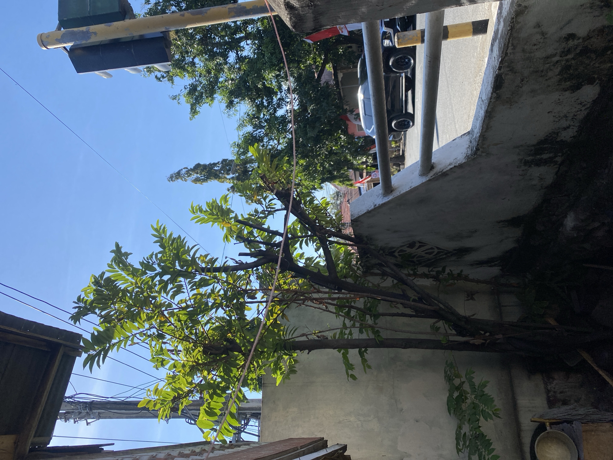 The image depicts a sunlit outdoor scene, likely in Bantaeng, Indonesia, focusing on a corner of a property adjacent to a street. In the foreground, a rough, off-white concrete wall curves away from the viewer, showing signs of wear and staining. A rusted metal railing, also off-white, runs along the top of this wall. To the left, a weathered wooden structure, possibly part of a roof or overhang, is visible, with dark wooden beams.
In the middle ground, a tree with vibrant green leaves and several thin, dark trunks grows against the wall. Some of its branches extend horizontally across the frame, intersected by a thin, pinkish string. Behind the tree and wall, a paved street is visible with a black SUV parked on the right side. The SUV has tinted windows and black rims. A traffic signal pole, painted yellow with black bands, stands to the far right, partially obscured by the railing. Red and white flags, possibly Indonesian flags, are visible on the right side of the street in the background, suggesting a public area or event.
The background reveals more greenery, including other trees and foliage, with some buildings peeking through. The sky above is a clear, bright blue, indicating a sunny day. Electrical wires and a utility pole are present on the left side of the frame, contributing to the urban or semi-urban setting. The lighting suggests it is daytime, with strong sunlight casting shadows. No people are visible in the image. The scene conveys a sense of everyday life in a tropical or subtropical urban environment.
