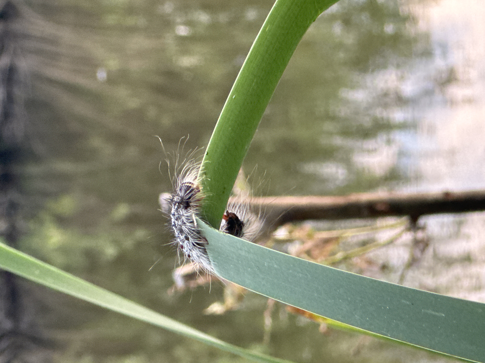 A fuzzy caterpillar with black and white hairs is perched on a thick green blade of grass. The caterpillar's head is dark with visible mouthparts, and its body is segmented and covered in dense, wispy hairs. The grass blade curves diagonally across the frame, with another, thinner blade of grass on the left. The background is blurred, showing reflections of trees and the sky in what appears to be a body of water. The scene suggests a natural, outdoor environment. The location is stated to be Bigila, Russia.