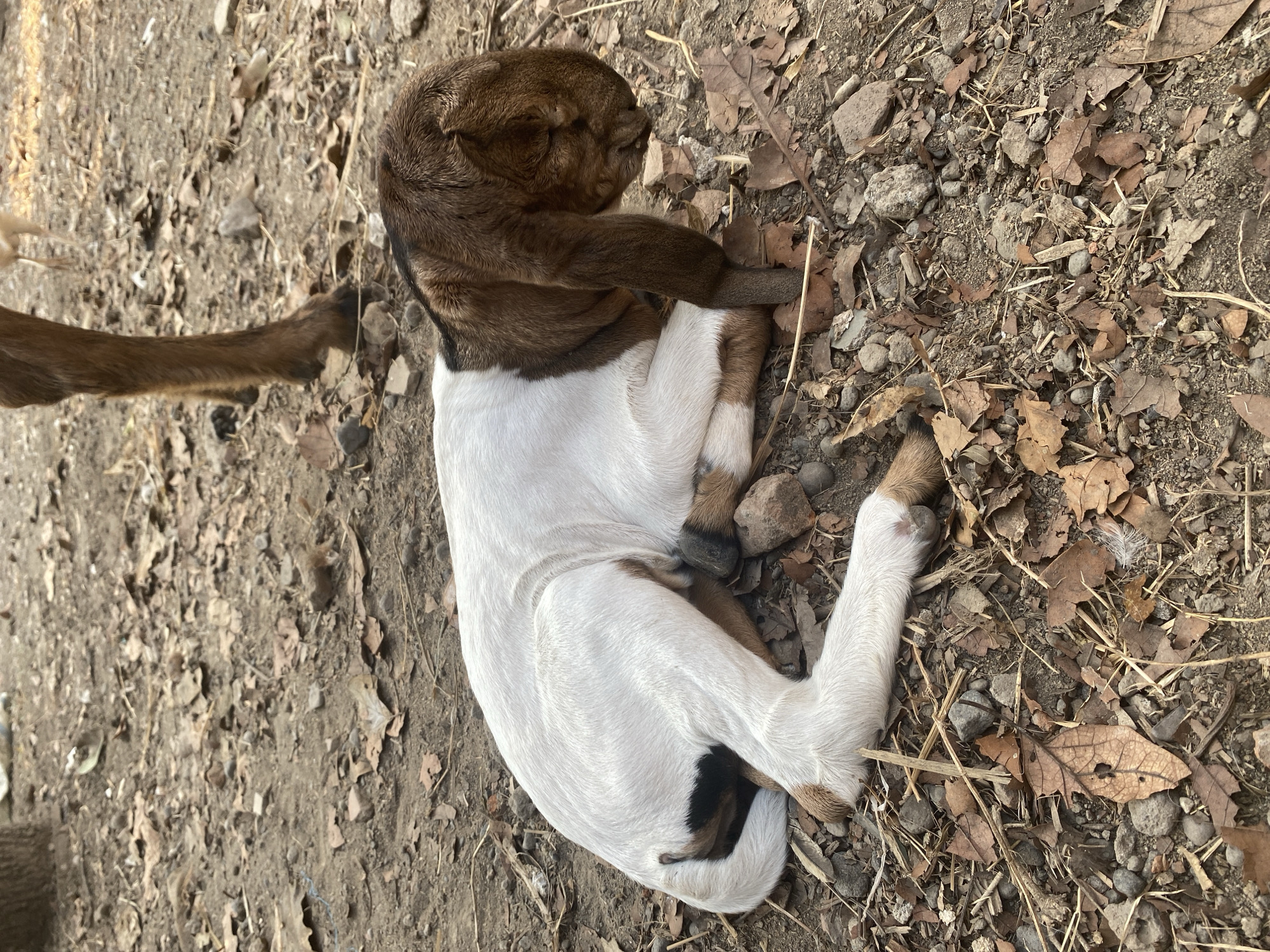 A young, brown and white goat lies curled up on the dry, leaf-strewn ground in Rembangkepuh, Indonesia. The goat's head is lowered, and its eyes are closed, suggesting it is resting or sleeping. Its body is mostly white with brown patches on its head, ears, and hindquarters. The ground beneath the goat is composed of dirt, dry leaves, small stones, and twigs. In the background, the leg of an adult goat is visible, along with part of a tree trunk and some indistinct lighter-colored objects, possibly other animals or objects. The scene appears to be outdoors in a rural or natural setting.