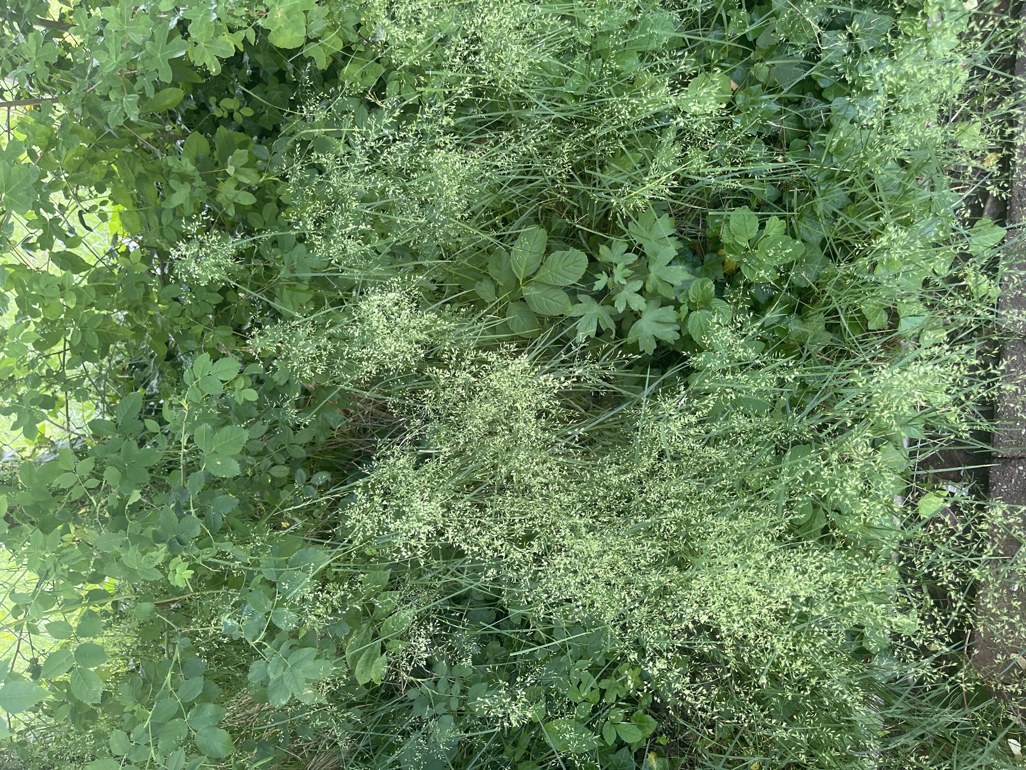 This media file presents a dense, overhead view of a diverse collection of green plants. The scene is dominated by a fine-bladed grass producing abundant, light green seed heads or small flowers, creating a soft, airy texture across much of the image.
Interspersed among the grassy growth are various broadleaf plants. On the left side, larger leaves with prominent lobes, possibly from a shrub or young tree, are visible. Further down and to the left, there are plants with compound leaves, potentially belonging to a rose or bramble. Closer inspection reveals other groundcover plants with rounded or somewhat heart-shaped leaves, including what appears to be ivy in some sections.
A faint metallic fence structure is partially visible through the foliage on the far left of the overall image. On the right side, a darker, rough-textured edge, possibly a concrete curb or paving stone, can be seen, suggesting the boundary of a pathway or garden bed.
The lighting is bright and even, indicating daytime conditions, likely under natural sunlight or light overcast. No specific activity is depicted beyond the natural growth of the plants. There are no people, animals, or visible text present in the image. The scene suggests a lush, possibly untended or wild patch of vegetation in an outdoor setting.