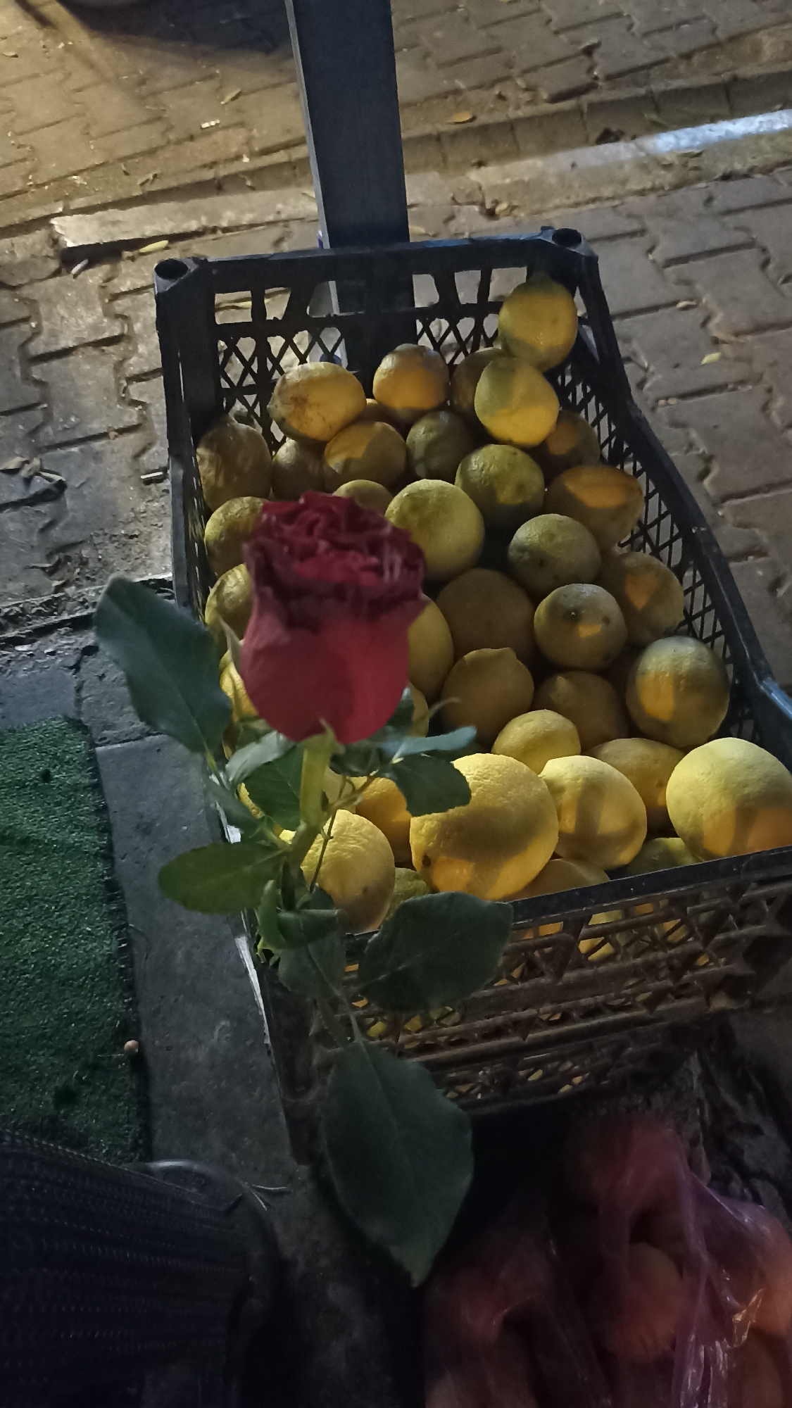 The image presents a low-light scene, likely taken at night, featuring a vibrant red rose and a crate full of lemons set outdoors. The single, half-opened red rose, with several prominent green leaves along its stem, stands upright in the lower-left to central foreground, its petals catching the ambient light.
Behind and to the right of the rose is a dark plastic crate brimming with numerous lemons. The lemons display a range of yellow and greenish-yellow hues, indicating natural variation or perhaps different stages of ripeness. Some lemons have visible blemishes or spots, suggesting they are fresh produce.
The setting appears to be an urban outdoor environment, possibly a street market stall or a shop entrance. The ground is paved with interlocking stone or brick patterns, visible in the upper background and beneath the crate. To the left of the rose, a section of dark green, short-pile artificial turf or carpet is visible. In the lower right corner, a reddish-purple plastic bag containing indistinct items can be partially seen, resting near the base of the crate.
The lighting is artificial, casting soft shadows and highlighting the subjects. No people are visible, and there is no discernible text in the image. The scene conveys a quiet, late-night atmosphere, potentially in Yenişehir, Turkey, as per the location context.