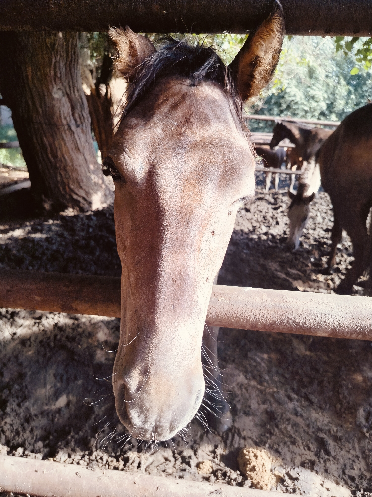 A close-up, eye-level shot focuses on the head of a brown horse peering through a horizontal metal fence. The horse's face is dominant in the frame, with its snout close to the camera. In the background, other horses are visible in a muddy enclosure with scattered hay. A large tree trunk stands to the left of the horse, its bark textured. The scene appears to be an outdoor animal enclosure, possibly a stable or paddock. The lighting suggests a sunny day. The location in the city of Көлкент, Kazakhstan, is noted.