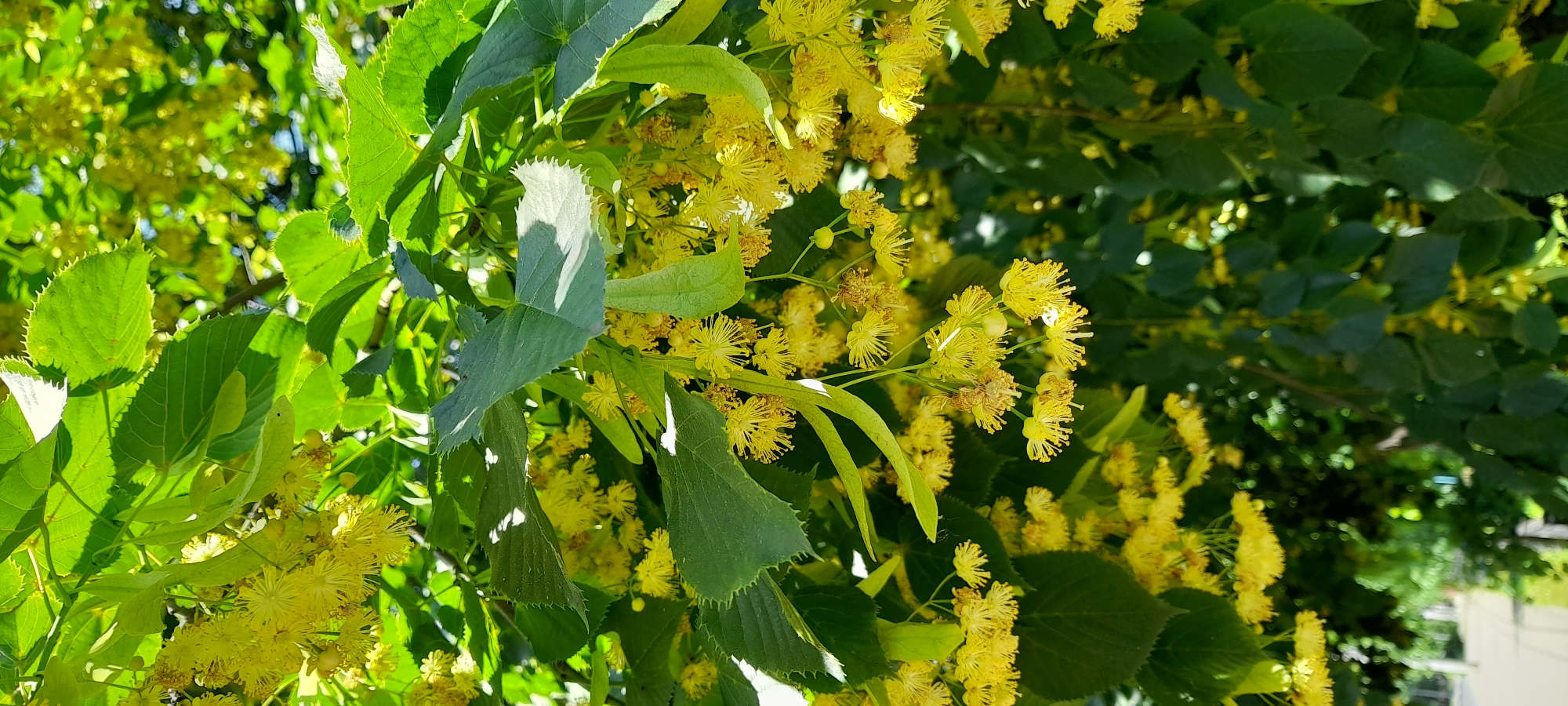 This is a close-up, eye-level, vertical shot of a flowering tree, likely a linden tree, in an outdoor urban setting. The foreground is dominated by clusters of small, bright yellow flowers with delicate, feathery petals. These flowers hang in drooping clusters, interspersed with large, green, heart-shaped leaves. The leaves have serrated edges and prominent veins, and some are catching the sunlight, creating bright highlights. The background is a blur of more green leaves and out-of-focus yellow blossoms, suggesting a dense canopy. In the very bottom left corner, a blurry hint of a paved surface, possibly a sidewalk or road, and some distant green foliage suggest the tree is located near a street or park. No people or specific structures are clearly identifiable. The overall impression is one of lush, natural growth within a city environment.