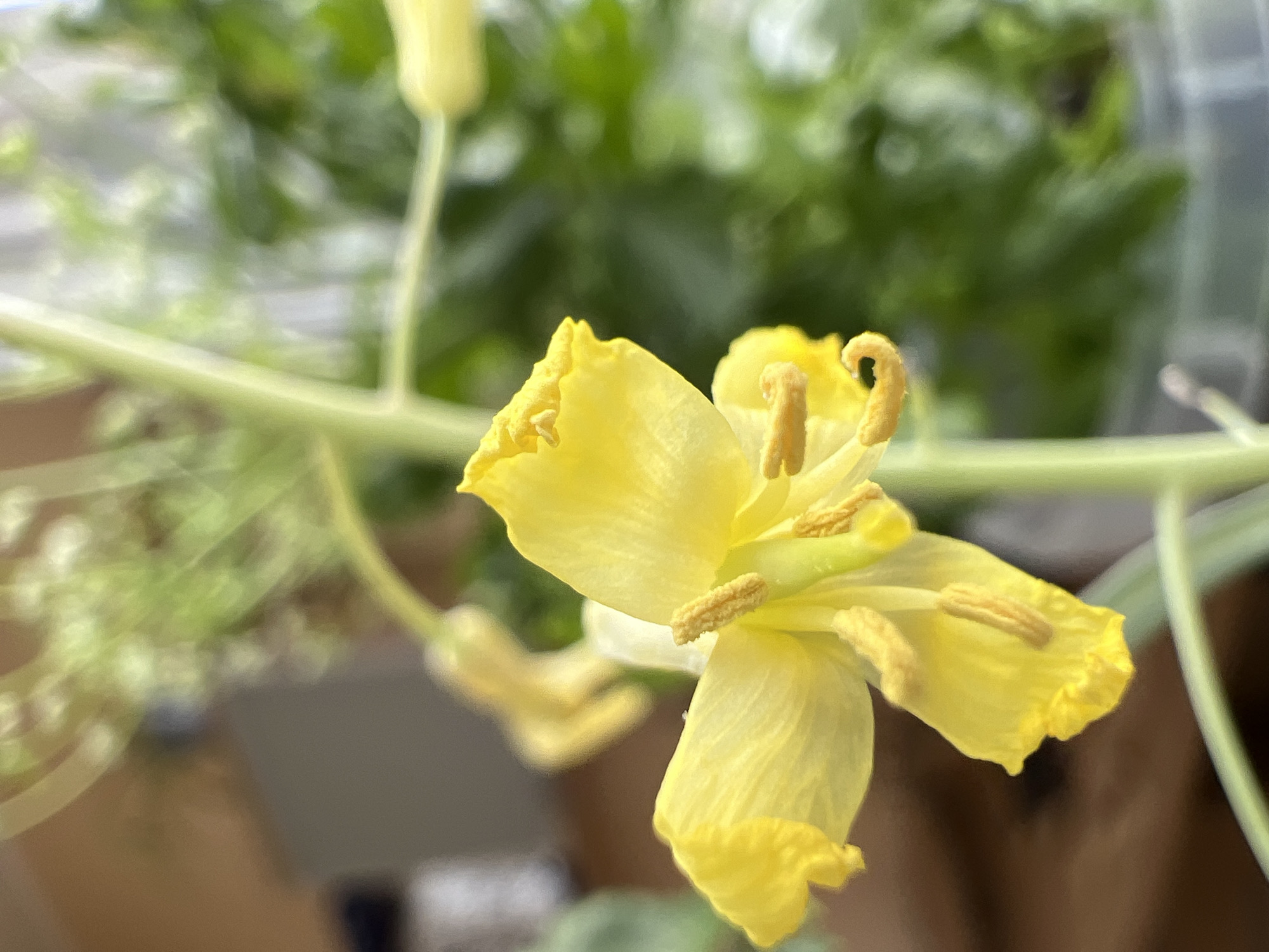 This is a close-up photograph of a yellow flower, possibly a squash blossom, with its petals slightly unfurled. The flower has prominent stamens with pollen-dusted anthers. The background is blurred, showing green foliage and a hint of what appears to be a light-colored surface, possibly a wall or a window. The lighting suggests it is daytime, with natural light illuminating the flower. The image has a shallow depth of field, focusing attention on the intricate details of the flower's reproductive parts. The overall impression is one of delicate beauty and the early stages of plant development. The location context of Minsk, Belarus, does not provide specific visual cues within the image itself. There is no visible text in the image.
