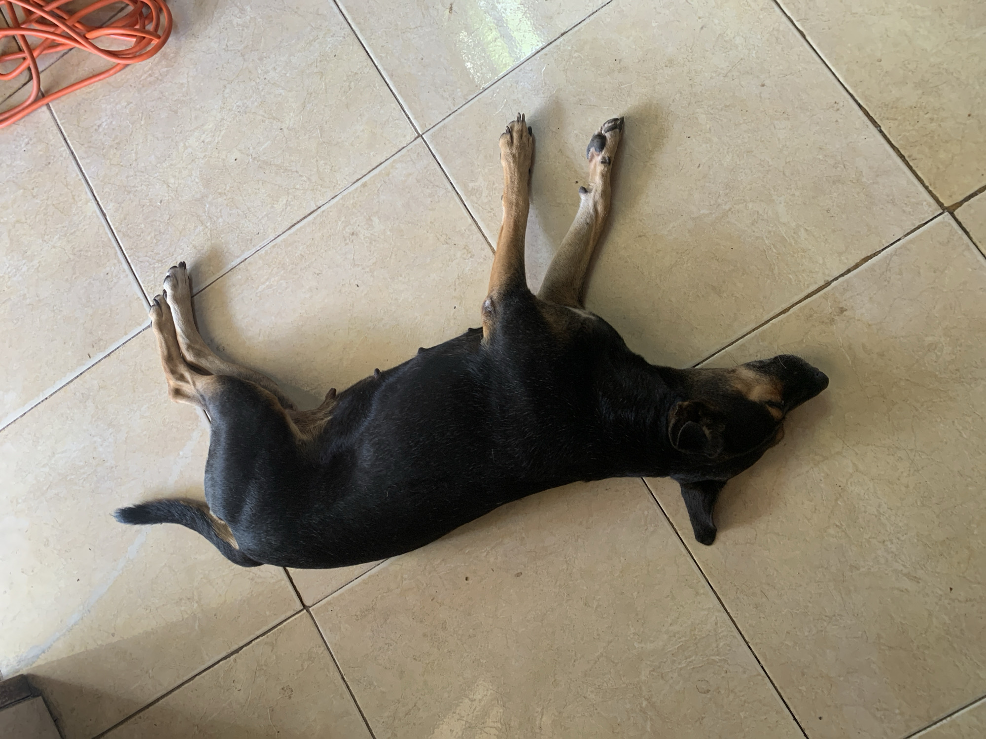 This image, captured in the city of Santa Ana, Venezuela, depicts a dark-colored dog lying supine on a light-toned tiled floor. The dog, which appears to be a medium-sized breed mix with predominantly black fur and tan markings on its muzzle, chest, and legs, is positioned vertically within the frame. Its head is turned towards the lower left, revealing a tan snout and floppy ears. The dog's torso is elongated, with visible mammary glands, suggesting it is a female. Its front paws are extended upwards and slightly to the right, while its hind legs are bent and splayed towards the lower left. A black tail curves upwards from the dog's rear. The floor consists of light beige or off-white square tiles with dark grout lines, showing minor dirt specks. In the upper right corner of the frame, a coiled orange electrical extension cord is visible on the tiled surface. The scene is illuminated by ambient light, creating soft shadows.