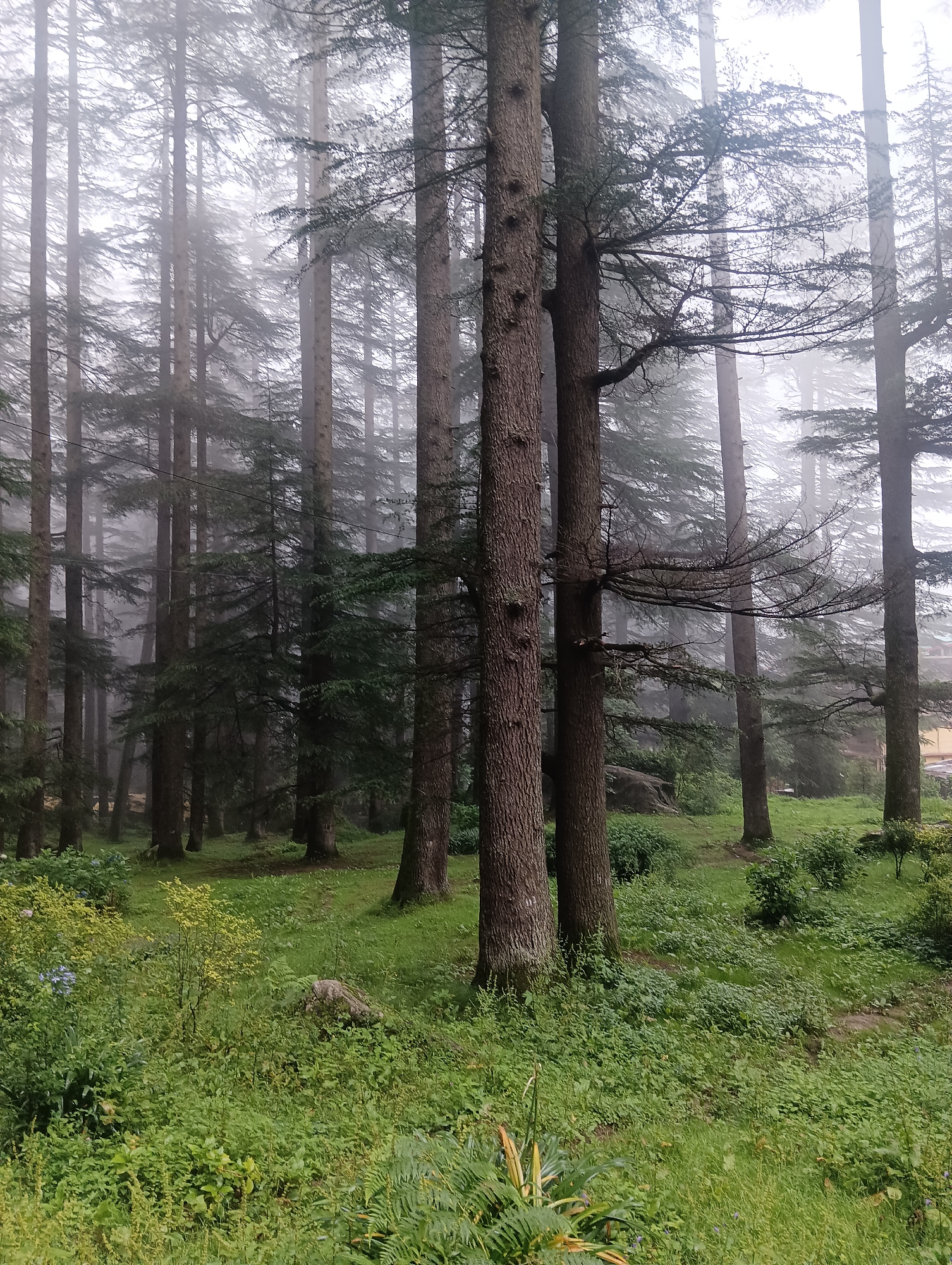 This image depicts a dense pine forest in Manali, India. The scene is characterized by tall, slender pine trees with rough, brown bark, closely spaced together, creating a vertical visual rhythm. The ground is covered in lush green grass and smaller plants, with some ferns visible in the foreground. A light mist or fog hangs in the air, softening the background and giving the forest a mystical, somewhat obscured appearance. The lighting is diffused, consistent with a cloudy or misty day. There are no people or animals visible in the frame. In the far background, on the right side of the image, a small portion of a building with a yellow facade and a reddish-brown roof is partially visible through the trees, suggesting proximity to a settlement or resort area. The overall atmosphere is serene and natural, emphasizing the dense foliage and the atmospheric conditions of the forest.