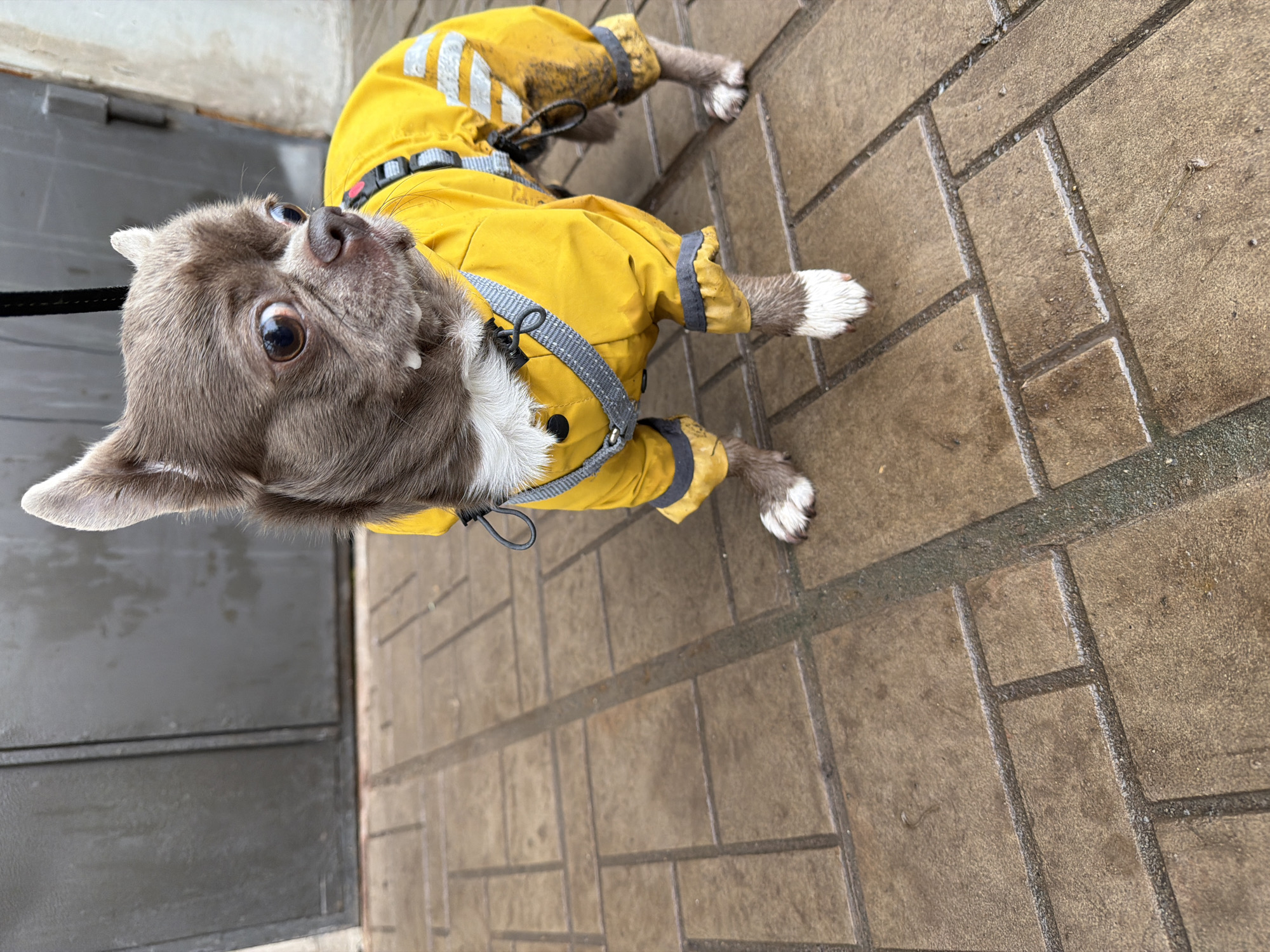 A small, gray dog with white paws, wearing a yellow jumpsuit with reflective stripes and a gray harness, lies on a brick pathway. The pathway is wet and appears to be outdoors, next to a gray metal door. The dog is looking upwards. The location is not specified in the information.
