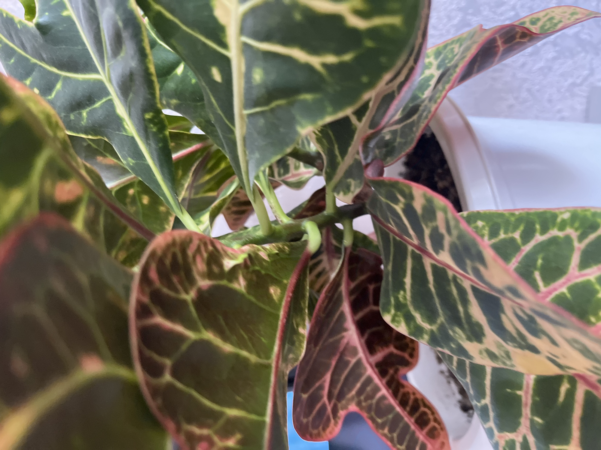 The image is a close-up, slightly angled shot of a potted Croton plant. The leaves are broad and display a vibrant mosaic of colors, including deep green, yellow, and reddish-pink. The veins on the leaves are prominent, forming intricate patterns. Some leaves are curled or slightly bent, showcasing their texture. The plant is in a white pot, which is visible at the bottom of the frame. The background is out of focus, appearing as a textured white surface, possibly a wall. There is no indication of the city of Krasnyye Barrikady, Russia, in the image.