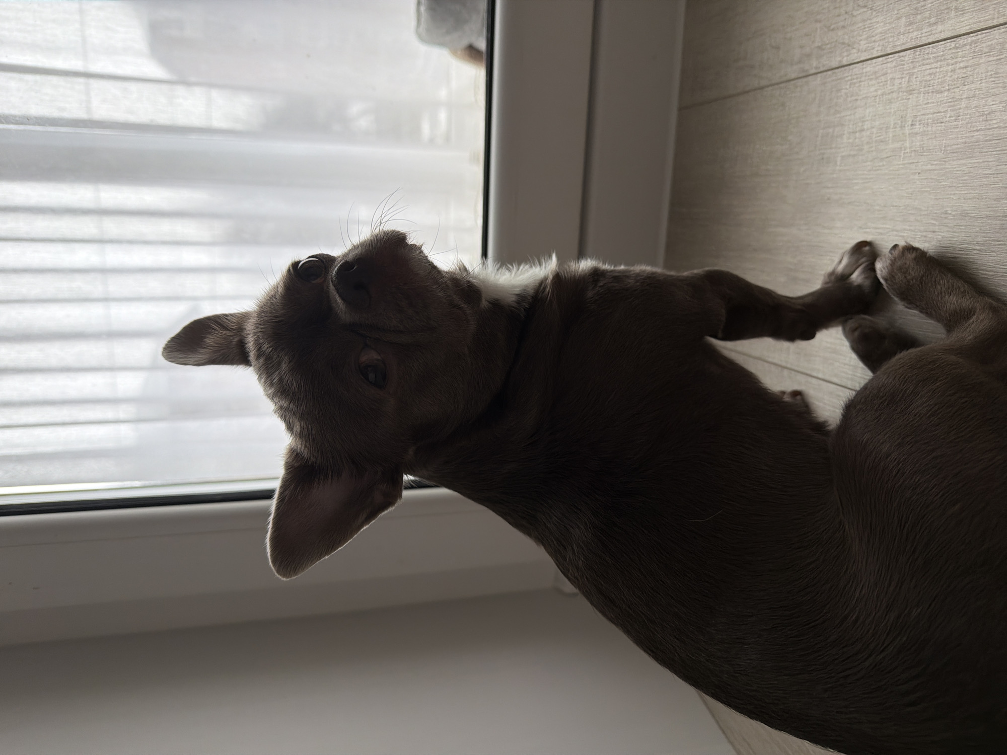 A brown, short-haired dog is lying on its back near a window. The dog's head is tilted towards the window, and its paws are intertwined. The floor appears to be light-colored wood. The location is a residential area, with a window view showing weather outside, but not in the city of Votkinsk, Russia.
