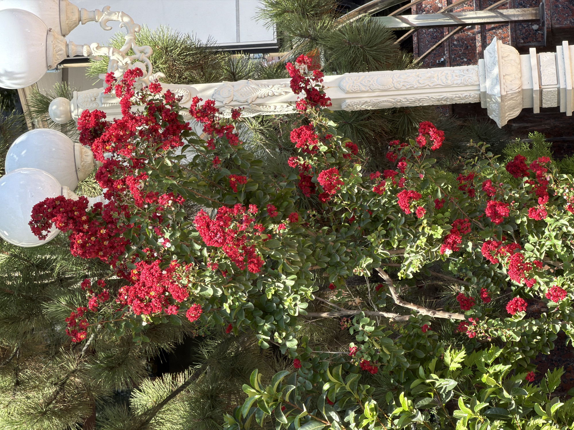 This image depicts a vibrant cluster of bright red flowers, likely Crape Myrtle, in full bloom, cascading down from a lush green bush. The flowers are densely packed, forming frothy clusters that contrast sharply with the darker green foliage. Behind the flowers, a tall evergreen tree with needle-like leaves is visible, its branches providing a textured backdrop. To the right of the flowering bush, a decorative, ornate white lamppost stands prominently. The lamppost features intricate carvings and is topped with spherical white lights. The base of the lamppost rests on a tiered, white pedestal. In the background, a section of a building with a white facade is visible, and to the far right, a staircase with red granite steps and a metal railing can be seen. The scene appears to be an outdoor setting, possibly a park, garden, or residential area in Tashkent, Uzbekistan, given the typical presence of decorative lampposts and flowering shrubs in urban landscaping there. The lighting suggests it is daytime, with sunlight casting shadows and highlighting the textures of the plants and the lamppost. There are no people or animals present in the image.