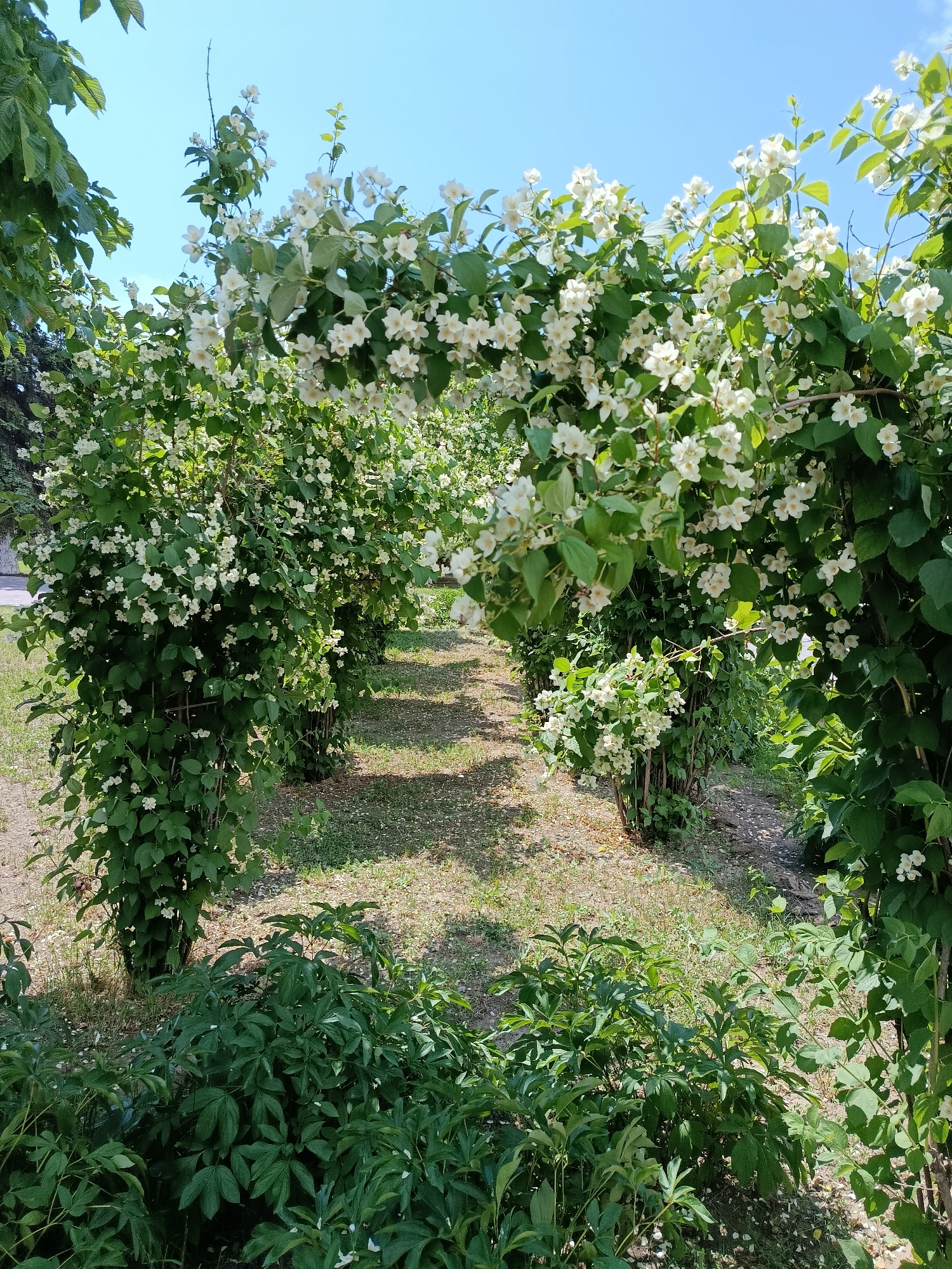 The image depicts a pathway lined with lush green bushes adorned with clusters of delicate white flowers, likely jasmine, under a clear blue sky. The path appears to be made of gravel and is bordered by dry grass. The bushes are shaped into archways, creating a natural tunnel effect. In the foreground, lower green foliage is visible. The scene is set in an outdoor environment, possibly a park or garden, in the city of Marx, Russia. There are no people or animals present in the image.