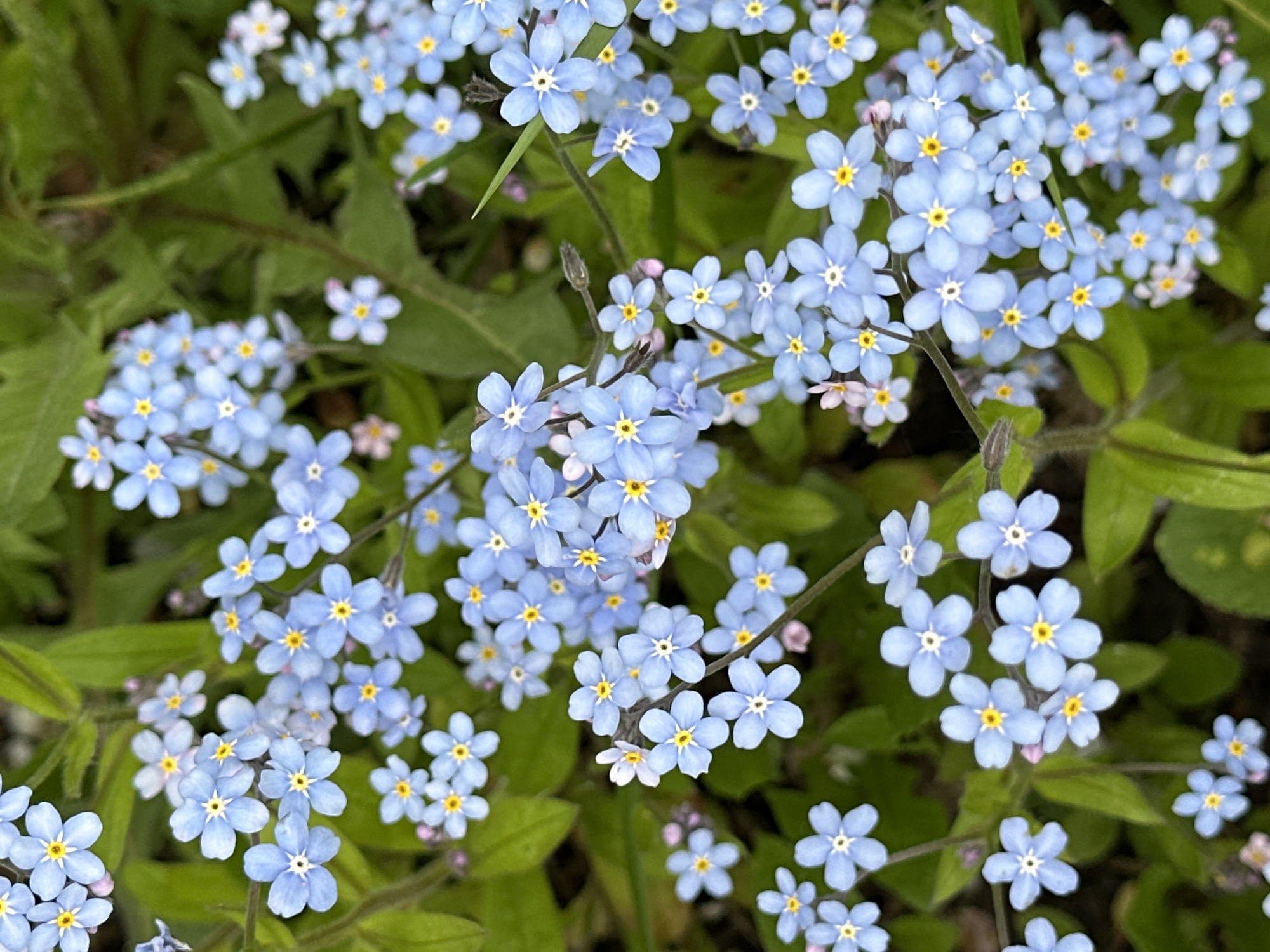 The image shows a cluster of light blue flowers, likely forget-me-nots, with small yellow centers. They are interspersed with green foliage. The location, Nizhny Novgorod, Russia, is not discernible from the image itself.