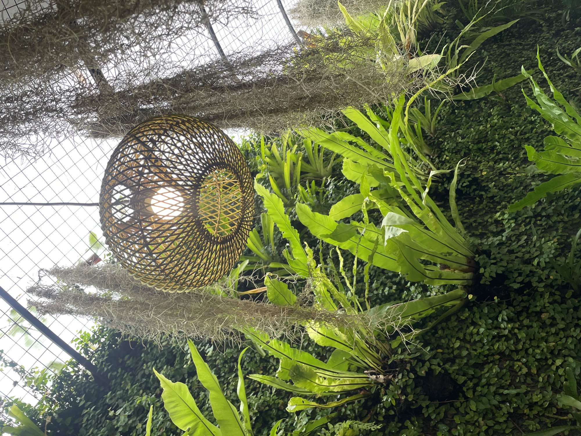 Captured from a low-angle, the photograph reveals a lush, verdant scene juxtaposed with architectural and decorative elements. A spherical lamp constructed of woven materials hangs suspended, emitting light and casting shadows against the background. The lamp is set against a backdrop of foliage, with vibrant green ferns interspersed among smaller, dense greenery covering a wall. Overhanging the scene, strands of Spanish moss add a textural contrast to the smooth leaves. Through the leaves, a partial view of a grid-like structure suggests a greenhouse or covered garden setting. The image depicts a scene within the Ubud District, Indonesia.