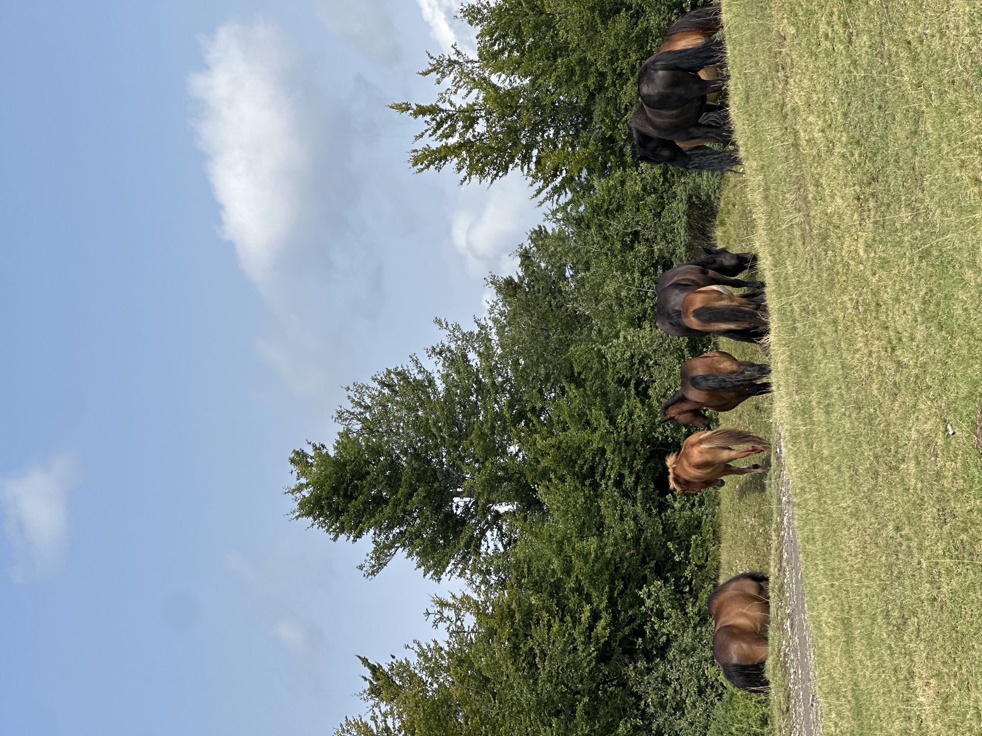 In a grassy, hilly landscape, several horses are present. In the foreground, a brown horse is lying down on a dirt path. Further back, three other horses are standing, with two facing away from the camera and one walking away. In the middle ground, several more horses are grazing, with their heads down. The background features a dense forest of green trees. The sky is blue with scattered white clouds. The scene depicts a natural, rural setting. There are no people present in the image.