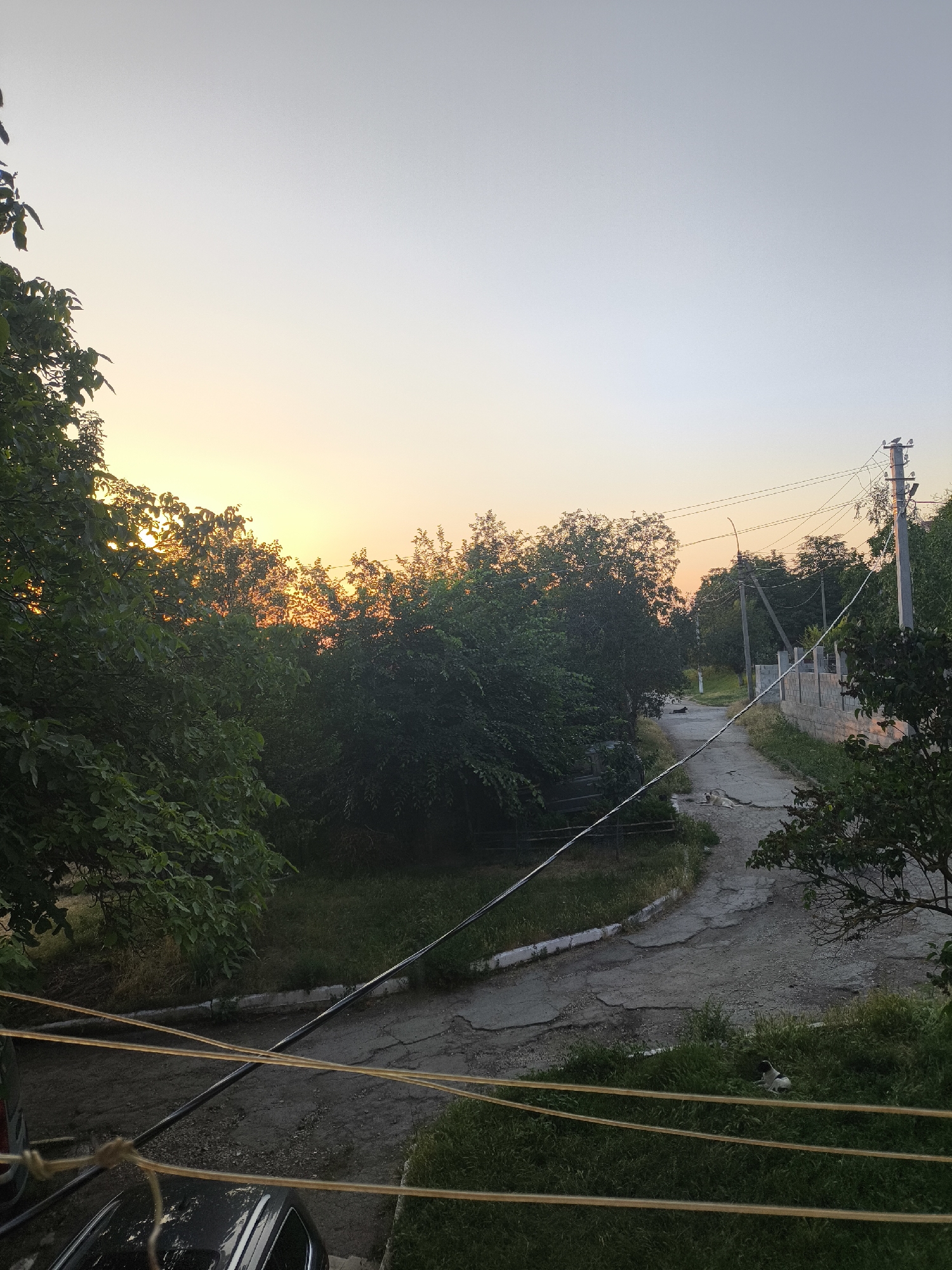 This image depicts a sunset scene in Maximovca, Moldova, focusing on a semi-paved road winding through a residential area. The sky is a gradient of pale yellow and orange near the horizon, transitioning to a clear, light gray at the top. Lush green trees with dense foliage line both sides of the road, with some sunlight filtering through the leaves, creating highlights and shadows.
The road surface is a mix of cracked asphalt and dirt, showing signs of wear. To the right of the road, a low-rise concrete block wall is under construction, with some sections completed and others left unfinished. A utility pole with multiple wires stretches across the scene, with several birds perched on top.
In the foreground, to the left, a dark-colored car is partially visible, along with thick cables or ropes strung across the frame at different heights. On the grassy verge beside the road, two dogs are present. One is lying down near the center of the road, and another is resting in the tall grass to the right. The overall impression is of a quiet, rural evening in a village setting.