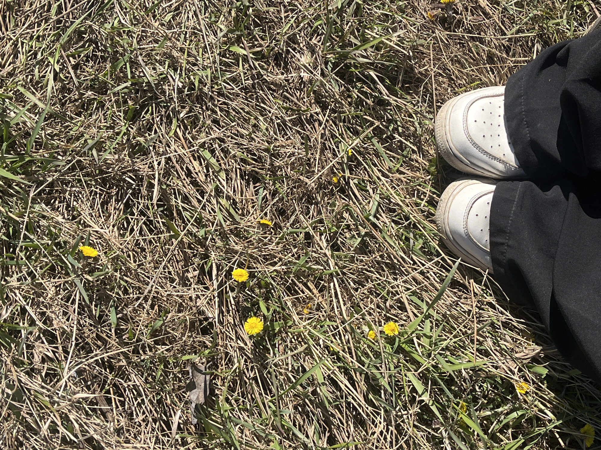 The image depicts a patch of mixed grass and dried vegetation interspersed with several small, bright yellow flowers resembling dandelions or coltsfoot, potentially in a park in Saint Petersburg. A pair of white sneakers, partially obscured by dark fabric (likely trousers or a skirt), are positioned on the right side of the frame. The lighting suggests a sunny day.