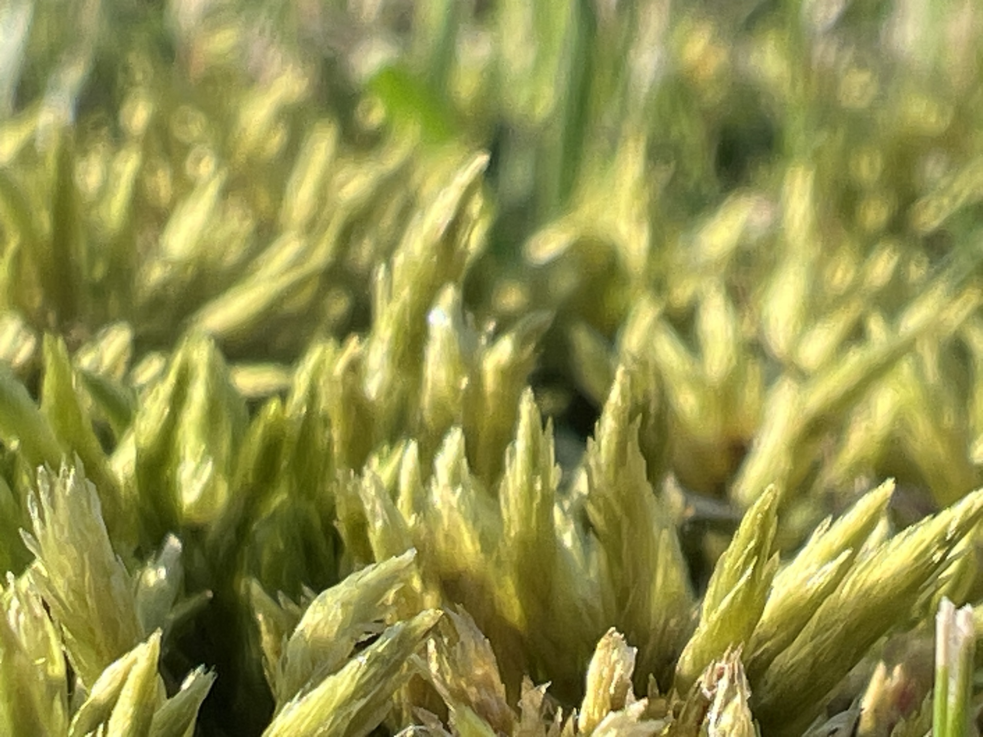 The image is a close-up, macro photograph of moss. The moss is a vibrant green and yellow, with individual stalks or leaves clearly visible. The lighting suggests it is daytime, with soft light illuminating the scene. The background is blurred and out of focus, creating a shallow depth of field that emphasizes the texture and detail of the moss. There are no people, animals, or man-made objects visible in the image. The scene appears to be in a natural outdoor environment.