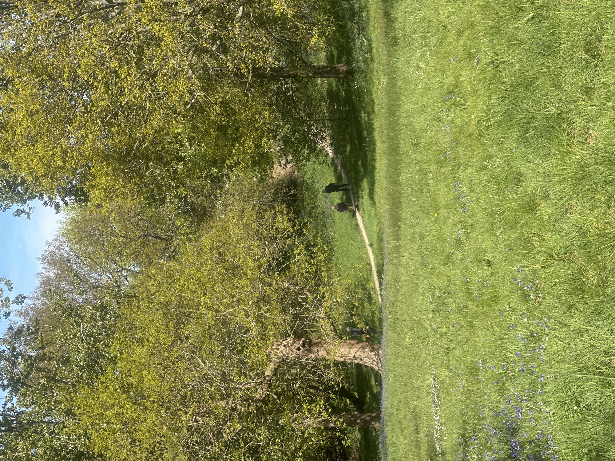 The image depicts a grassy field in Tunbridge Wells, United Kingdom, flanked by trees with fresh green leaves. A narrow, sandy path cuts through the grass, and two individuals are walking along it. The field contains scattered wildflowers, including bluebells. The scene suggests a natural environment, likely a park or woodland area, on a sunny day.