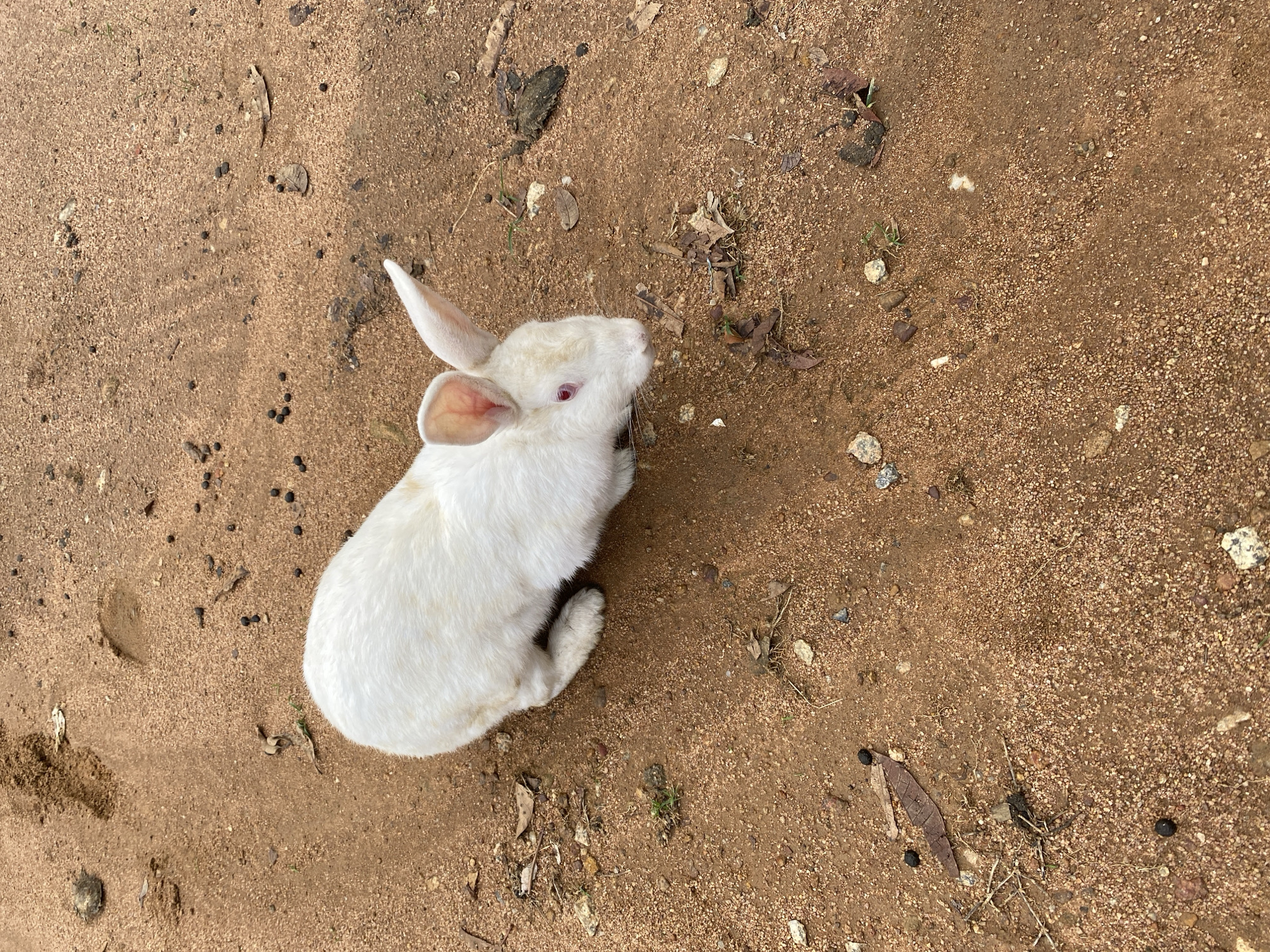 An overhead view of a single white rabbit with reddish-pink eyes and pink inner ears resting on reddish-brown sandy soil in Jos, Nigeria. The rabbit is positioned with its body facing right, and its head is slightly lowered towards the ground. The ground surface consists of fine reddish-brown sand mixed with small gravel and is littered with various organic debris, including dried leaves, small twigs, and numerous dark, spherical pellets consistent with animal droppings. Scattered small, multicolored stones and sparse patches of green vegetation are also present on the ground. In the upper left quadrant of the frame, two distinct human foot impressions are visible in the softer soil. No other subjects or active interactions are discernible within the frame.