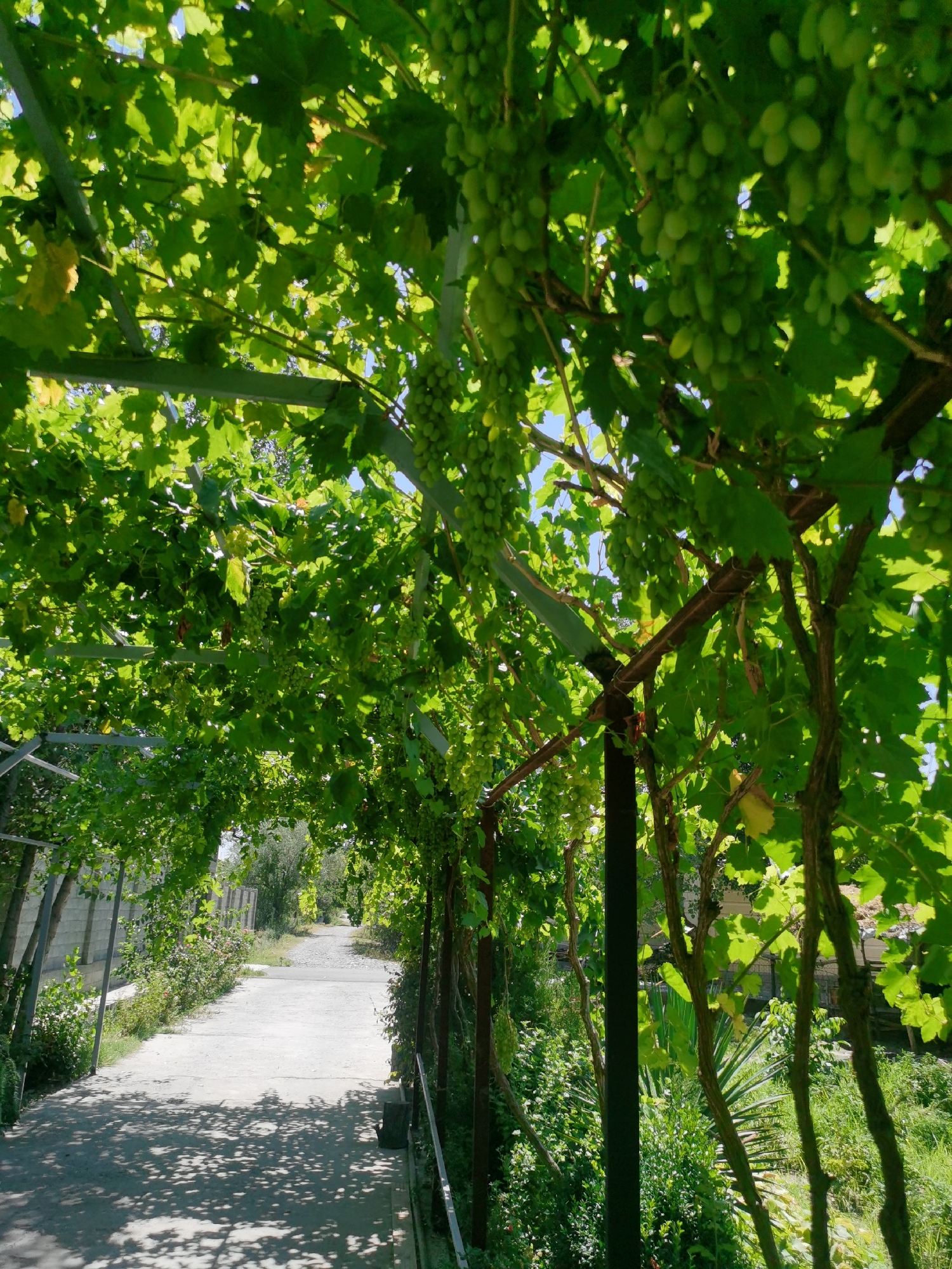 The image depicts a shaded walkway under a grape arbor in Karabair, Uzbekistan. Sunlight filters through the lush green leaves and bunches of unripe green grapes, casting dappled shadows on the concrete path. The walkway extends into the distance, flanked by dense vegetation and a low, grey wall on the left. Metal support structures for the arbor are visible, along with the thick trunks of grapevines. The scene conveys a sense of natural abundance and a tranquil, outdoor setting.