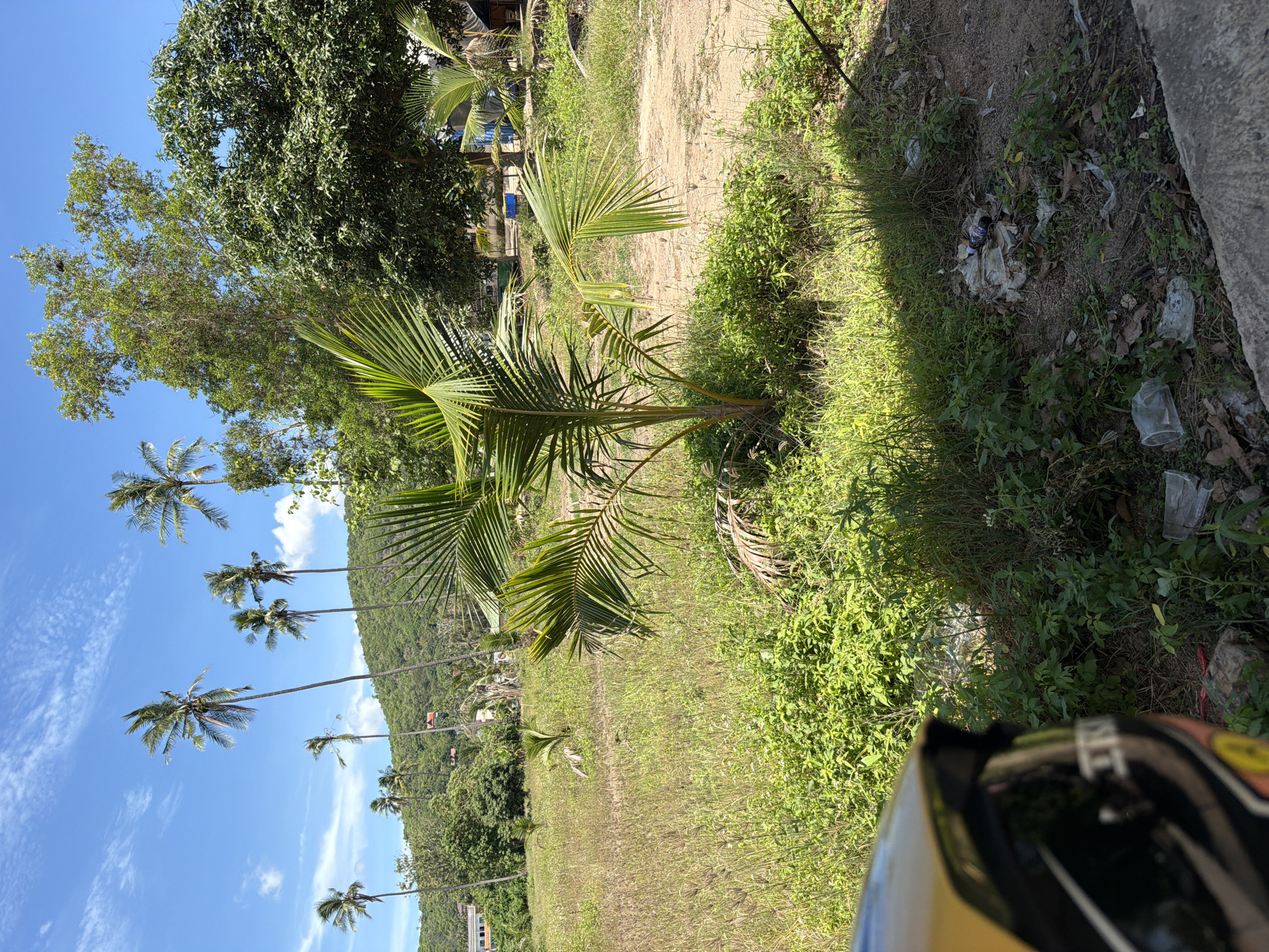 This image shows a tropical landscape in Baan Bo Phut, Thailand, on a clear day with a bright blue sky and scattered white clouds. The foreground is partially occupied by the edge of a yellow and black helmet. The midground features a grassy field with scattered small trees and bushes. A young coconut palm stands prominently in the center, with several other larger palm trees and lush green trees in the background. A gently sloping, tree-covered hill rises behind the palms. A dirt path or road is visible in the middle ground, and a small, simple structure with a green roof can be seen further back. Scattered trash, including plastic bottles and wrappers, is visible on the ground in the lower right portion of the image. The overall impression is of a semi-developed rural or coastal area.