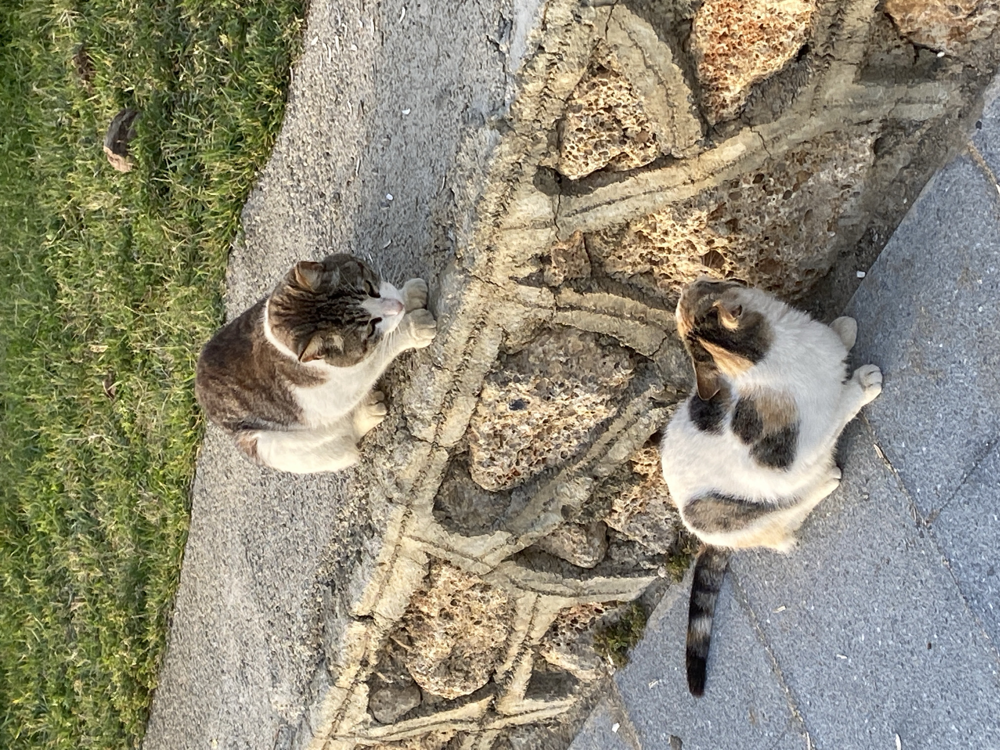 The image depicts two cats resting on a stone and concrete surface in Alanya, Turkey. The cat on the left has brown and white fur, and its paws are tucked beneath it. The cat on the right is mostly white with patches of gray and brown. Its tail is visible and has dark stripes. The background consists of grass on one side and stone walls and concrete on the other. The stone surface between the cats has an irregular texture.