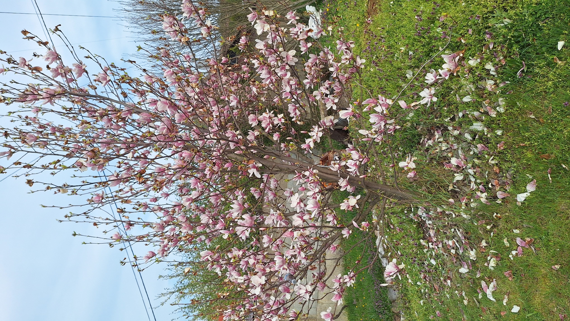 The image shows a magnolia tree in full bloom. The flowers are pink and white, and some have fallen to the ground, scattered on the green grass around the tree. The sky is visible in the upper left corner, and some buildings are in the background. Power lines are present in the upper left. The location appears to be a residential area.
